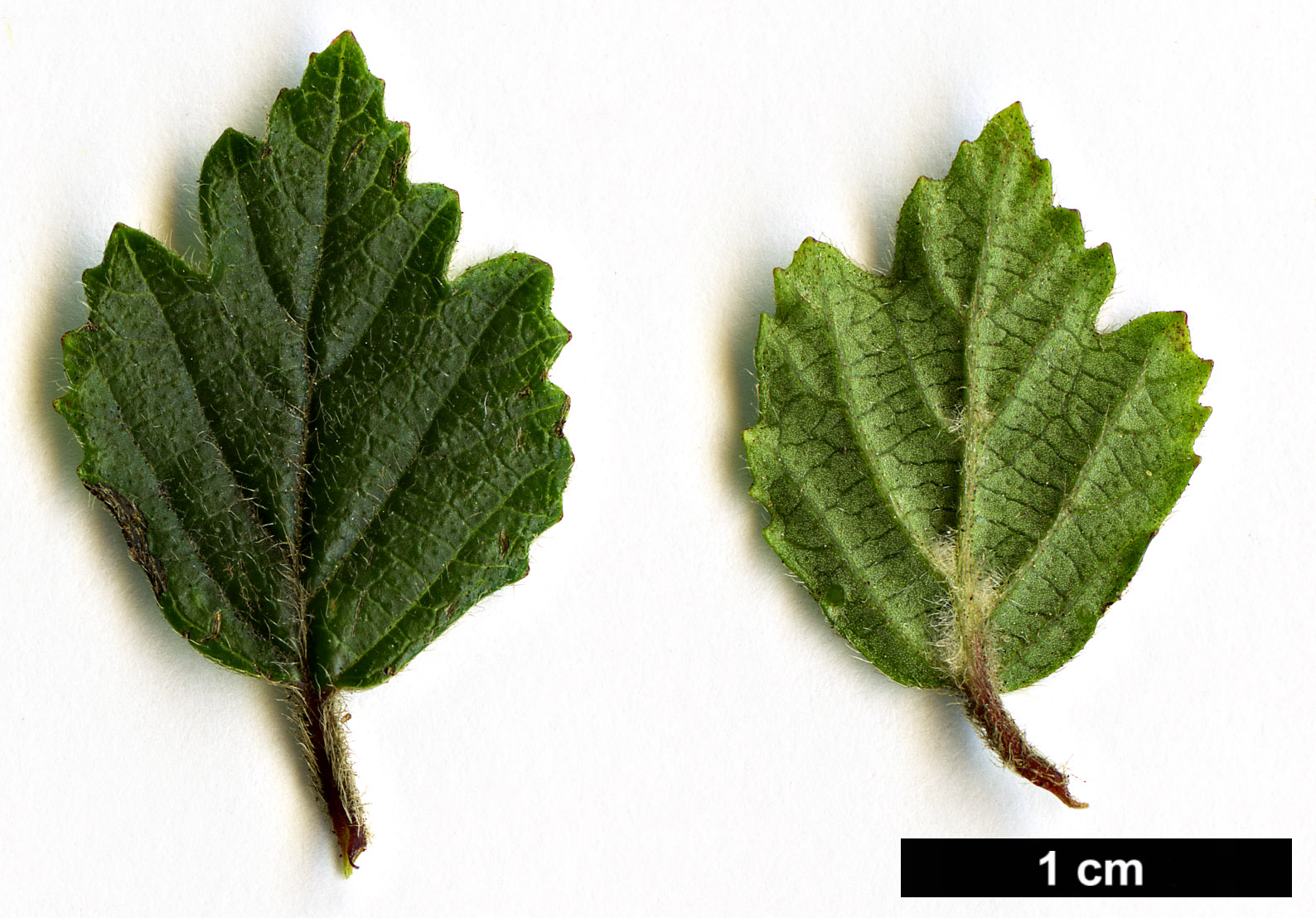 High resolution image: Family: Adoxaceae - Genus: Viburnum - Taxon: parvifolium