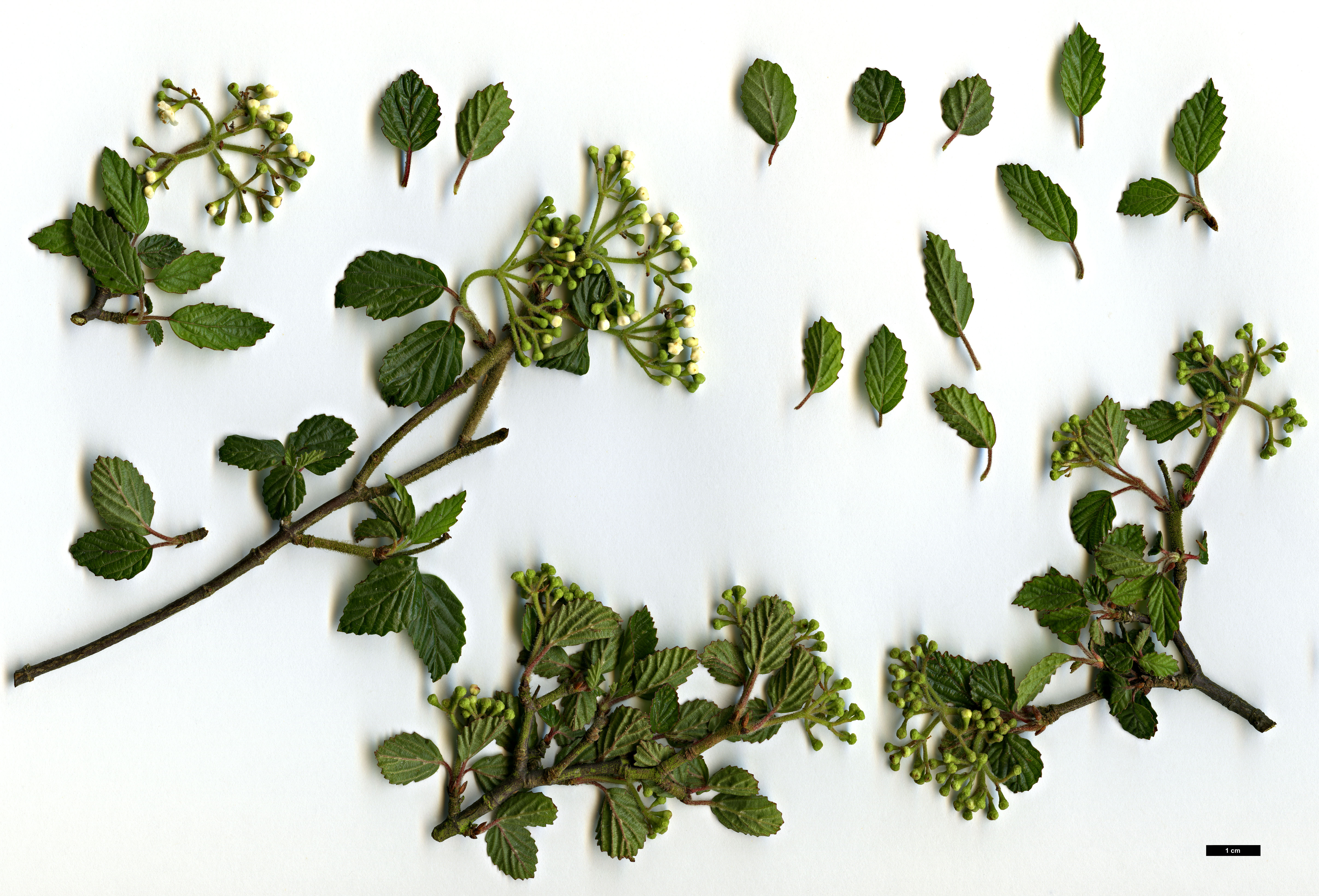 High resolution image: Family: Adoxaceae - Genus: Viburnum - Taxon: parvifolium