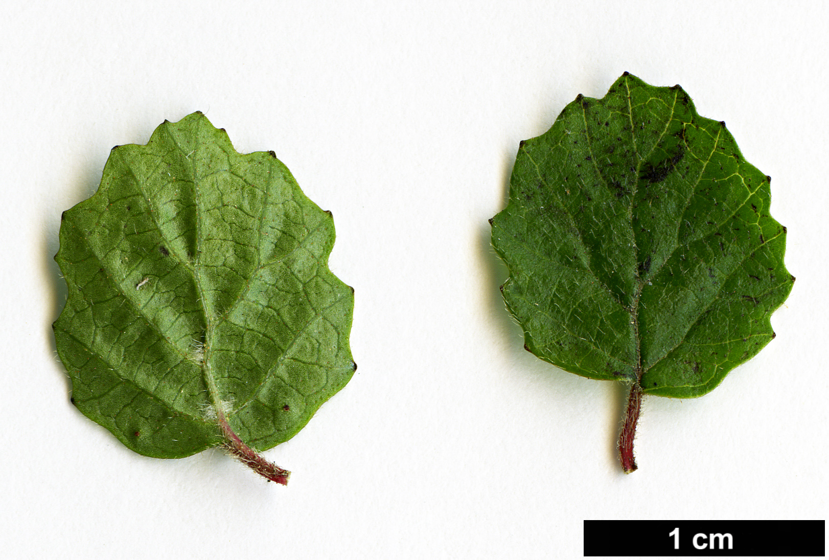 High resolution image: Family: Adoxaceae - Genus: Viburnum - Taxon: parvifolium