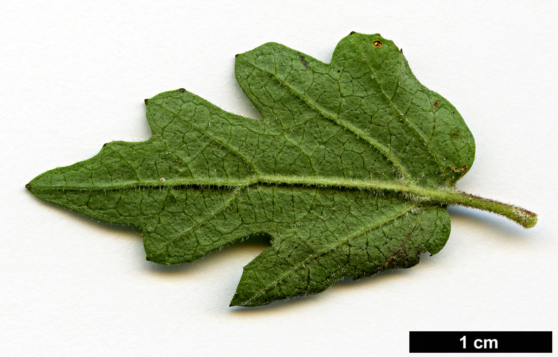 High resolution image: Family: Adoxaceae - Genus: Viburnum - Taxon: parvifolium