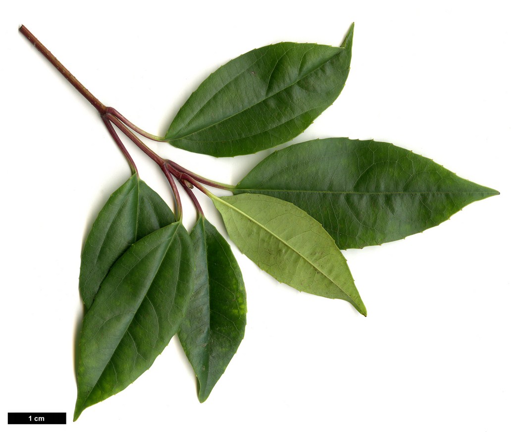 High resolution image: Family: Adoxaceae - Genus: Viburnum - Taxon: propinquum