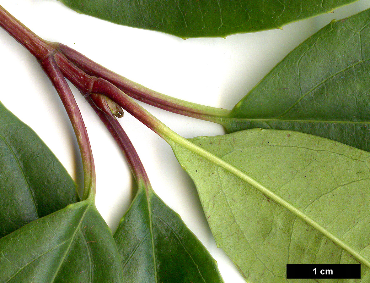 High resolution image: Family: Adoxaceae - Genus: Viburnum - Taxon: propinquum