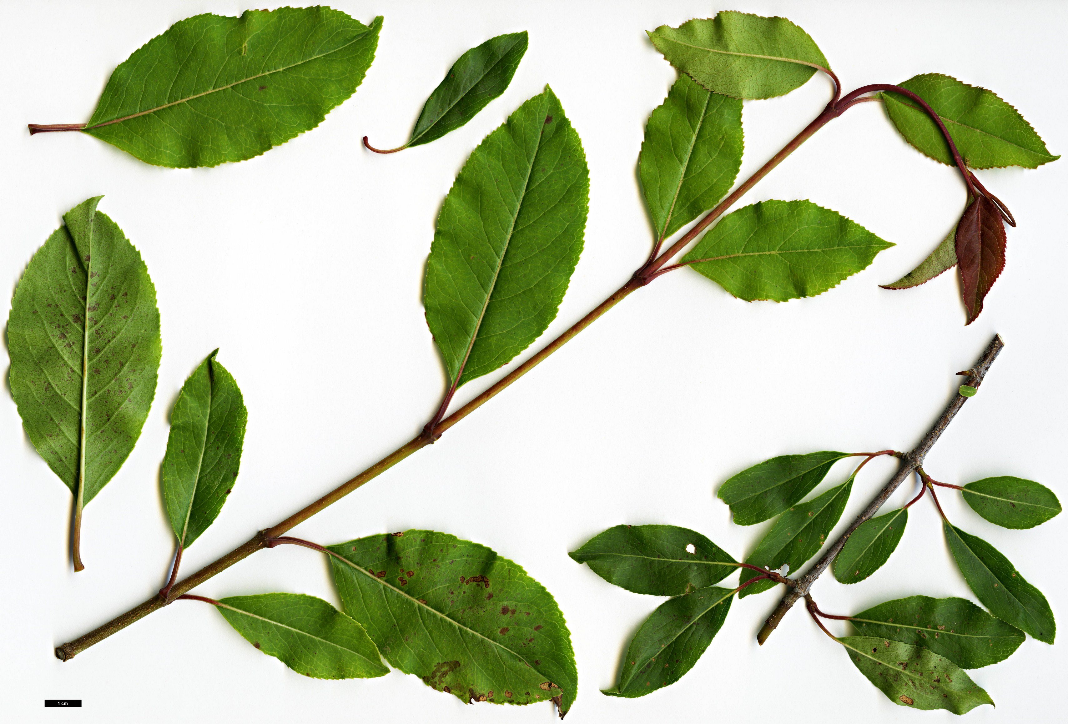 High resolution image: Family: Adoxaceae - Genus: Viburnum - Taxon: prunifolium