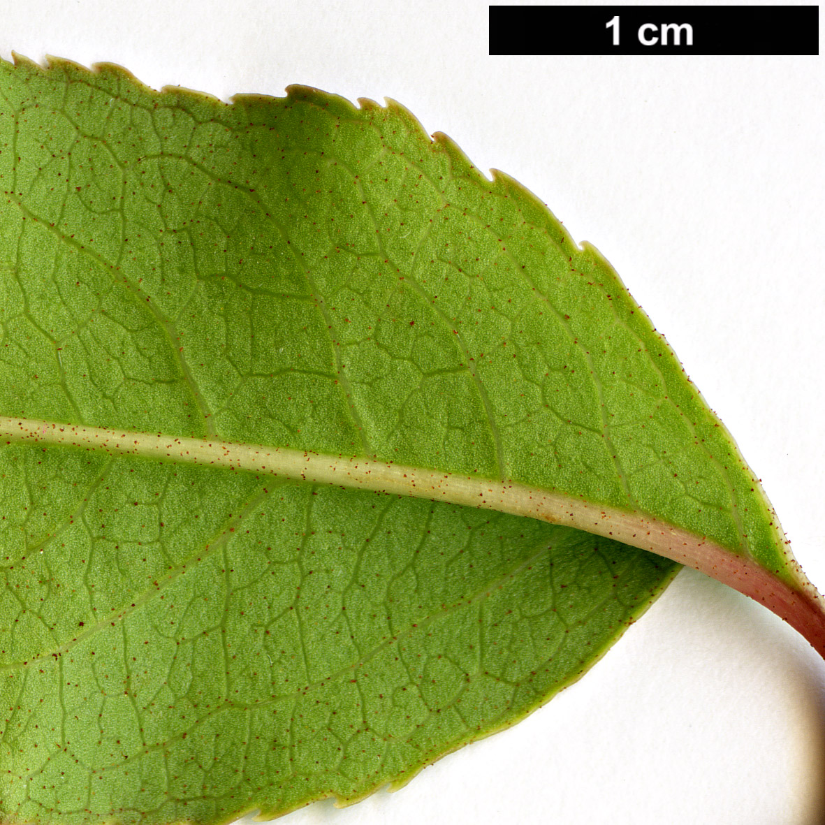 High resolution image: Family: Adoxaceae - Genus: Viburnum - Taxon: prunifolium