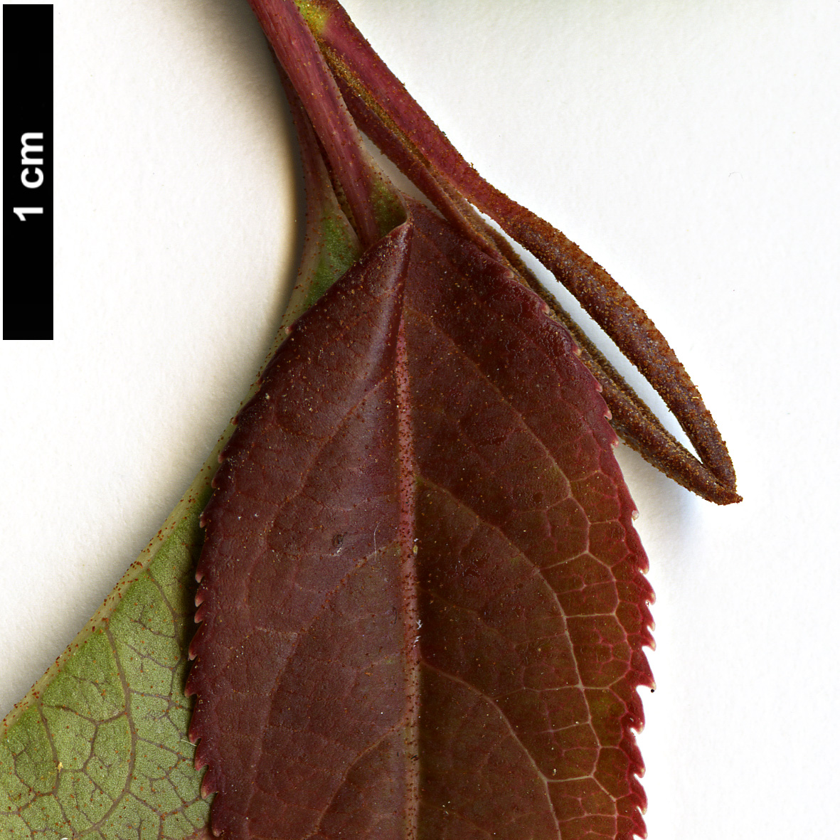 High resolution image: Family: Adoxaceae - Genus: Viburnum - Taxon: prunifolium