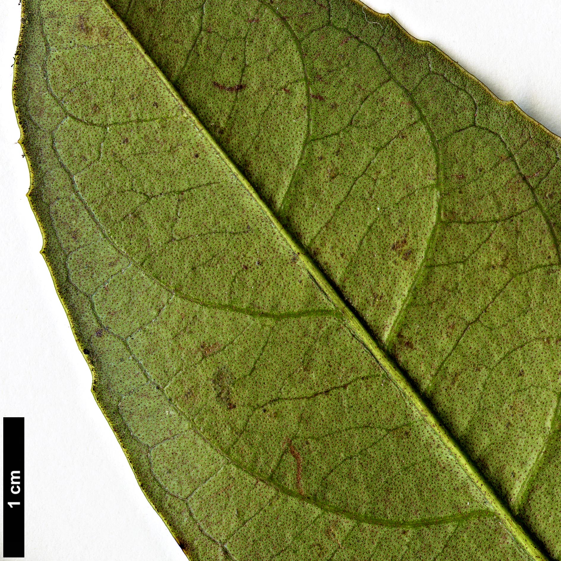 High resolution image: Family: Adoxaceae - Genus: Viburnum - Taxon: punctatum