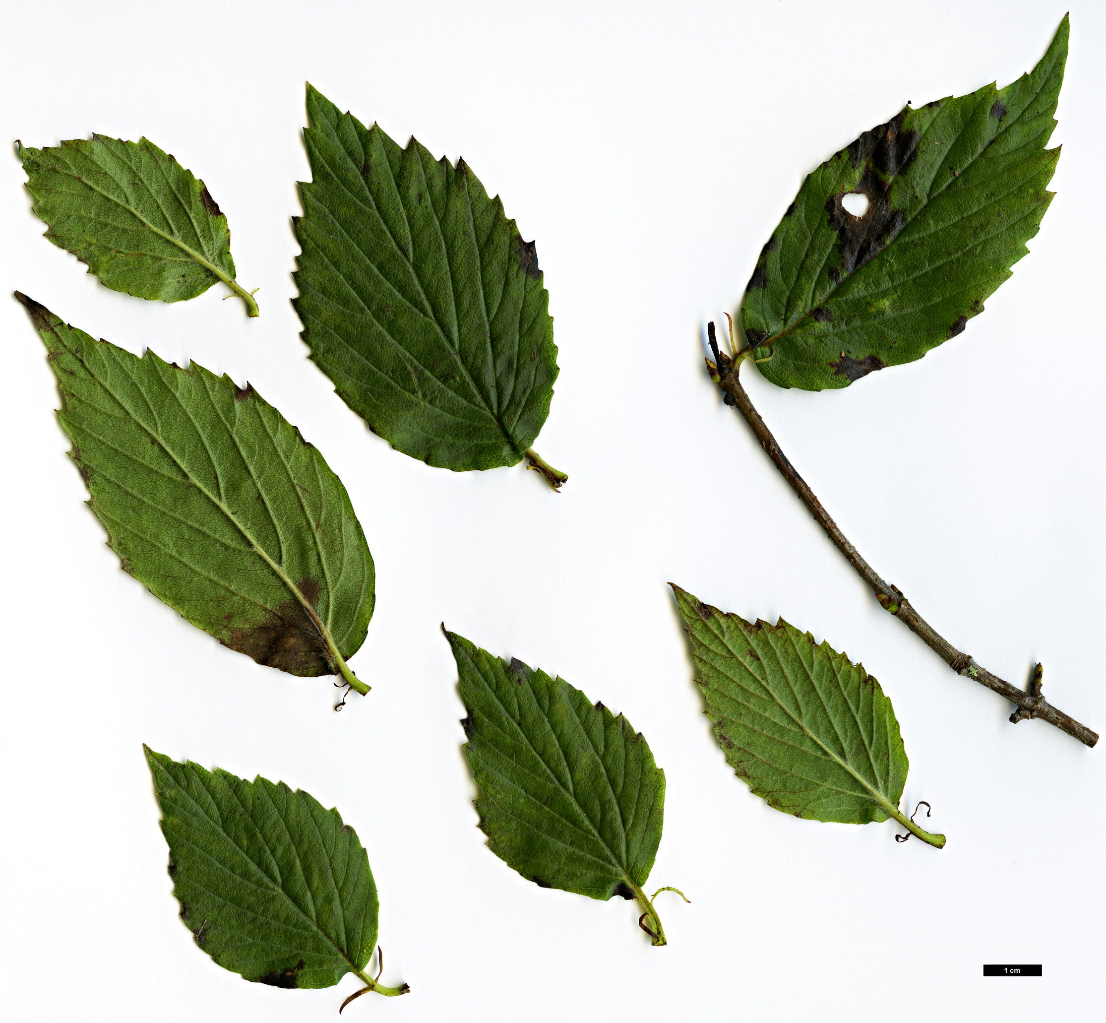 High resolution image: Family: Adoxaceae - Genus: Viburnum - Taxon: rafinesquianum