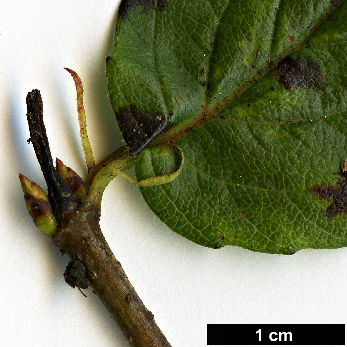 High resolution image: Family: Adoxaceae - Genus: Viburnum - Taxon: rafinesquianum