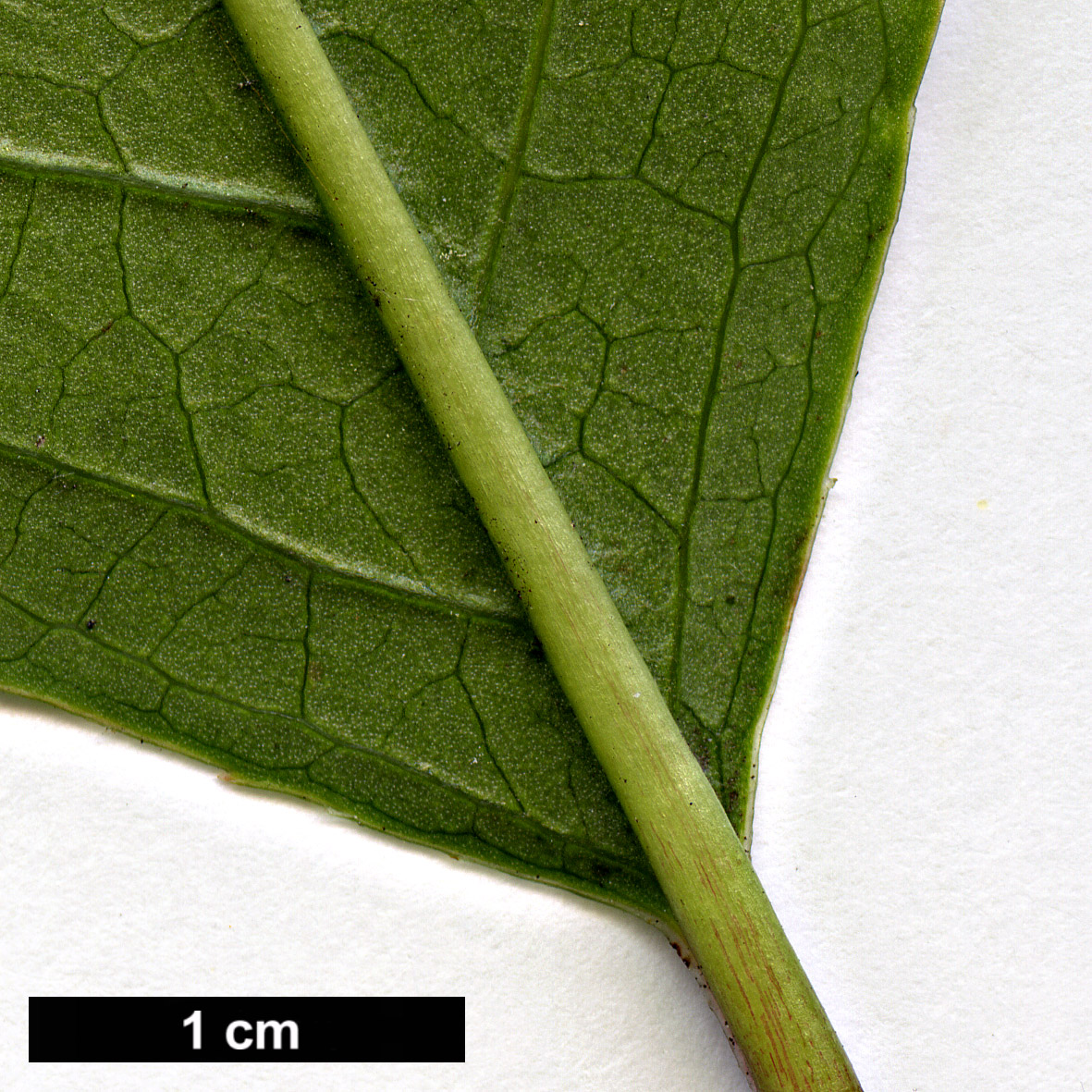 High resolution image: Family: Adoxaceae - Genus: Viburnum - Taxon: rufidulum