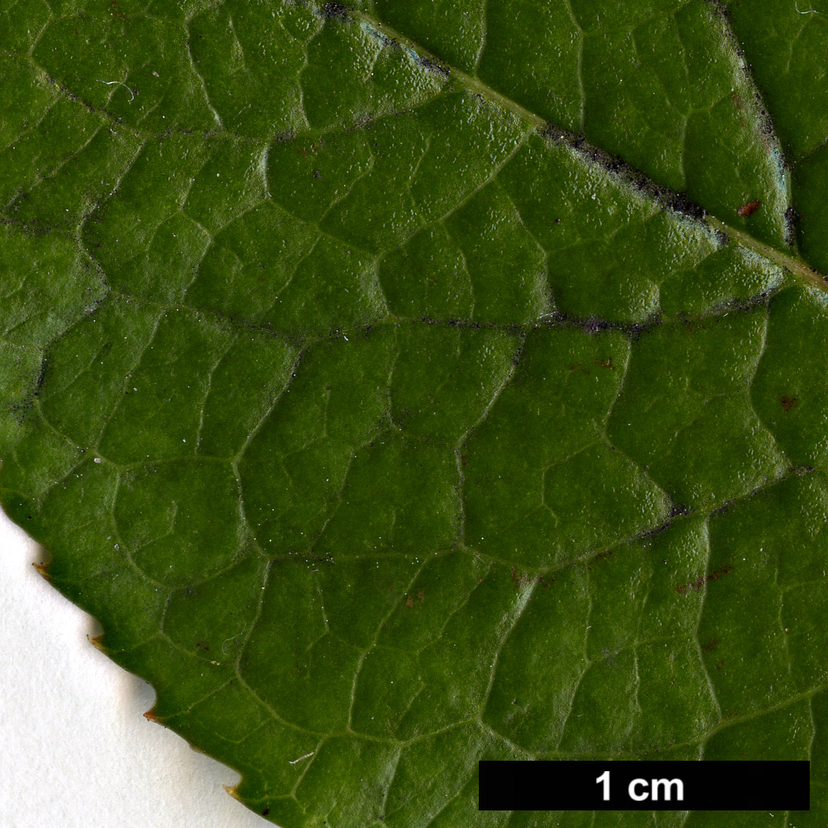 High resolution image: Family: Adoxaceae - Genus: Viburnum - Taxon: rufidulum