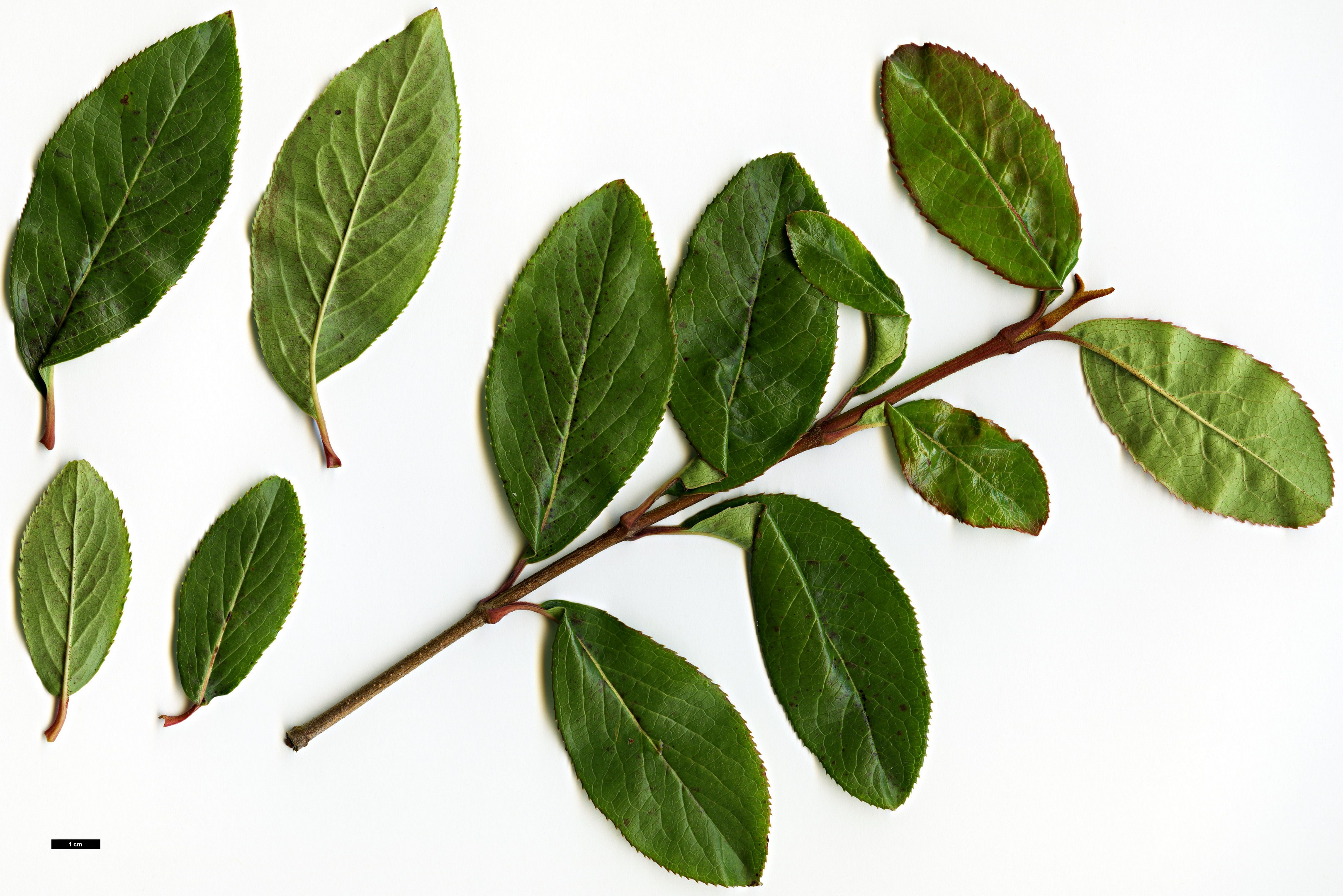 High resolution image: Family: Adoxaceae - Genus: Viburnum - Taxon: rufidulum