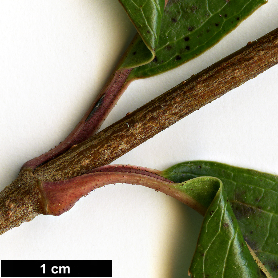 High resolution image: Family: Adoxaceae - Genus: Viburnum - Taxon: rufidulum