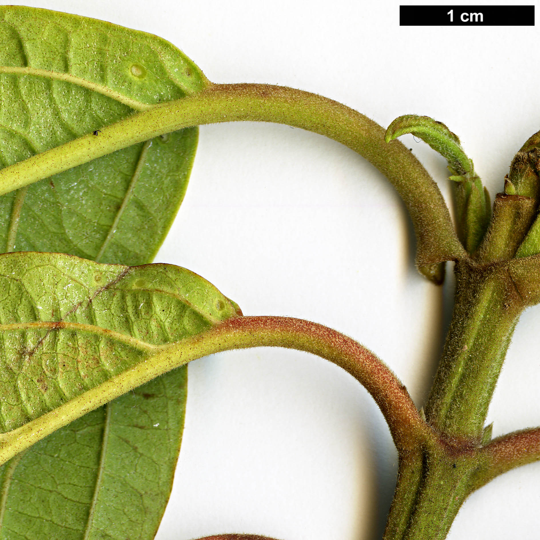 High resolution image: Family: Adoxaceae - Genus: Viburnum - Taxon: sambucinum