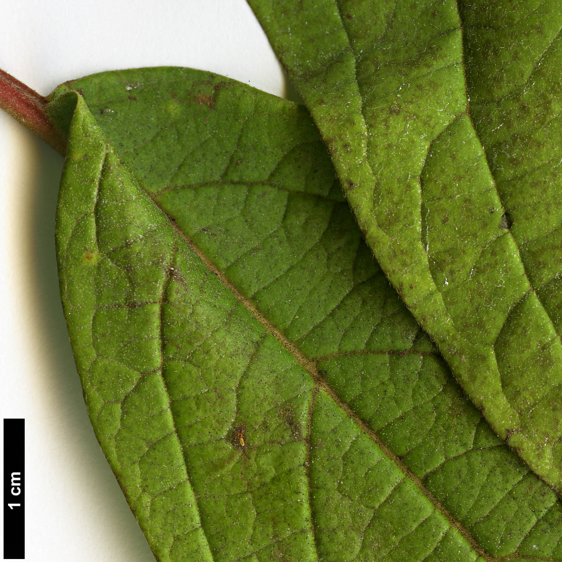 High resolution image: Family: Adoxaceae - Genus: Viburnum - Taxon: sambucinum