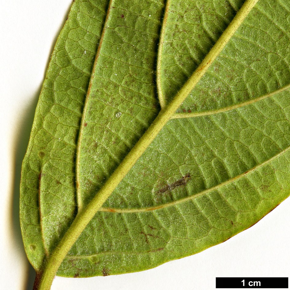 High resolution image: Family: Adoxaceae - Genus: Viburnum - Taxon: sambucinum