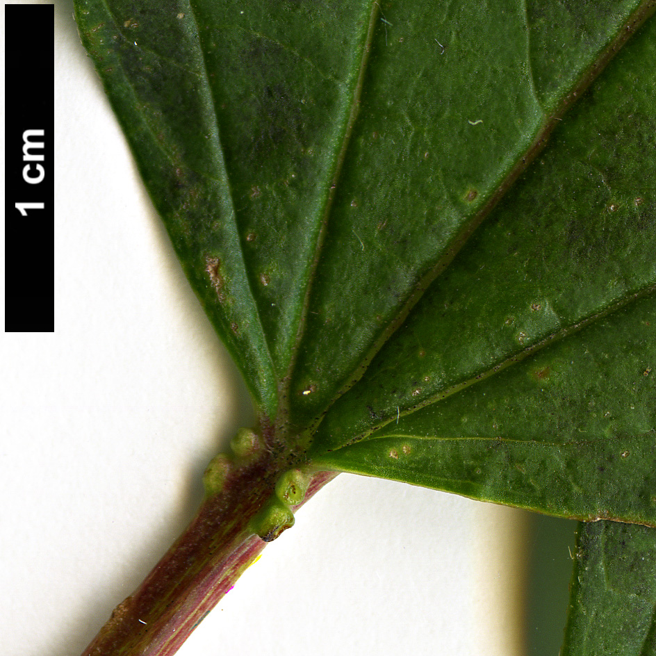 High resolution image: Family: Adoxaceae - Genus: Viburnum - Taxon: sargentii