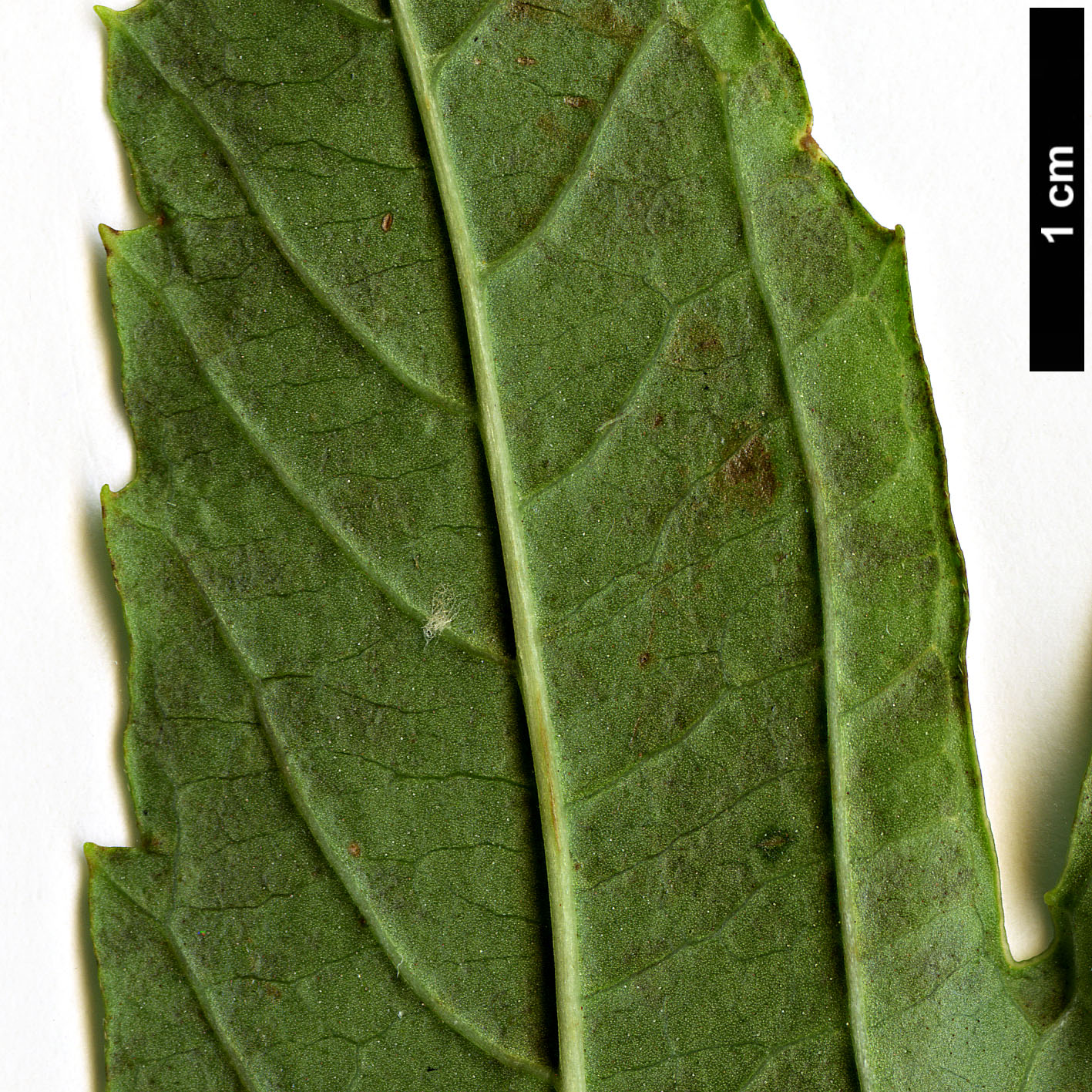 High resolution image: Family: Adoxaceae - Genus: Viburnum - Taxon: sargentii