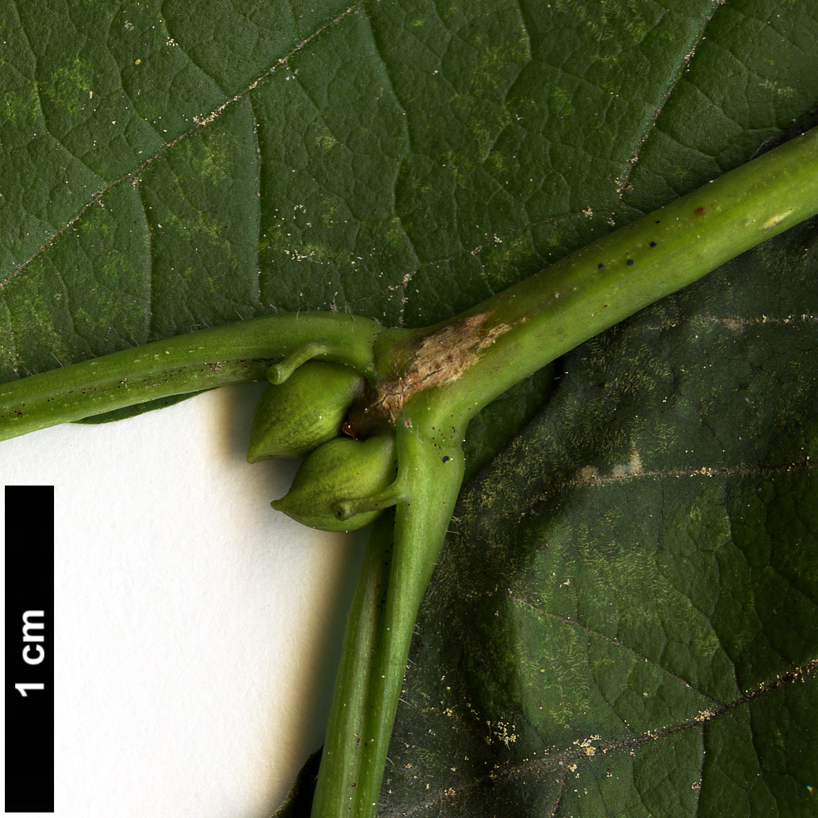 High resolution image: Family: Adoxaceae - Genus: Viburnum - Taxon: sargentii