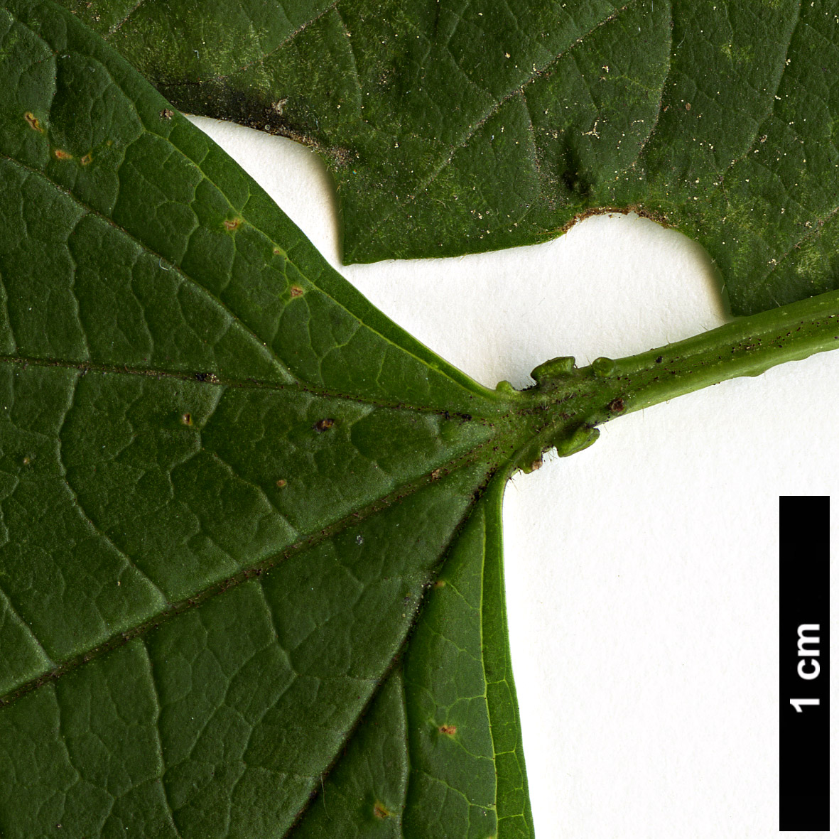 High resolution image: Family: Adoxaceae - Genus: Viburnum - Taxon: sargentii