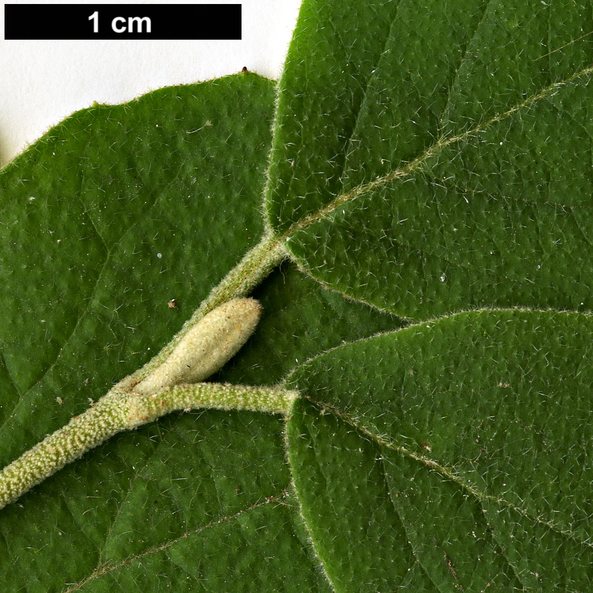 High resolution image: Family: Adoxaceae - Genus: Viburnum - Taxon: schensianum
