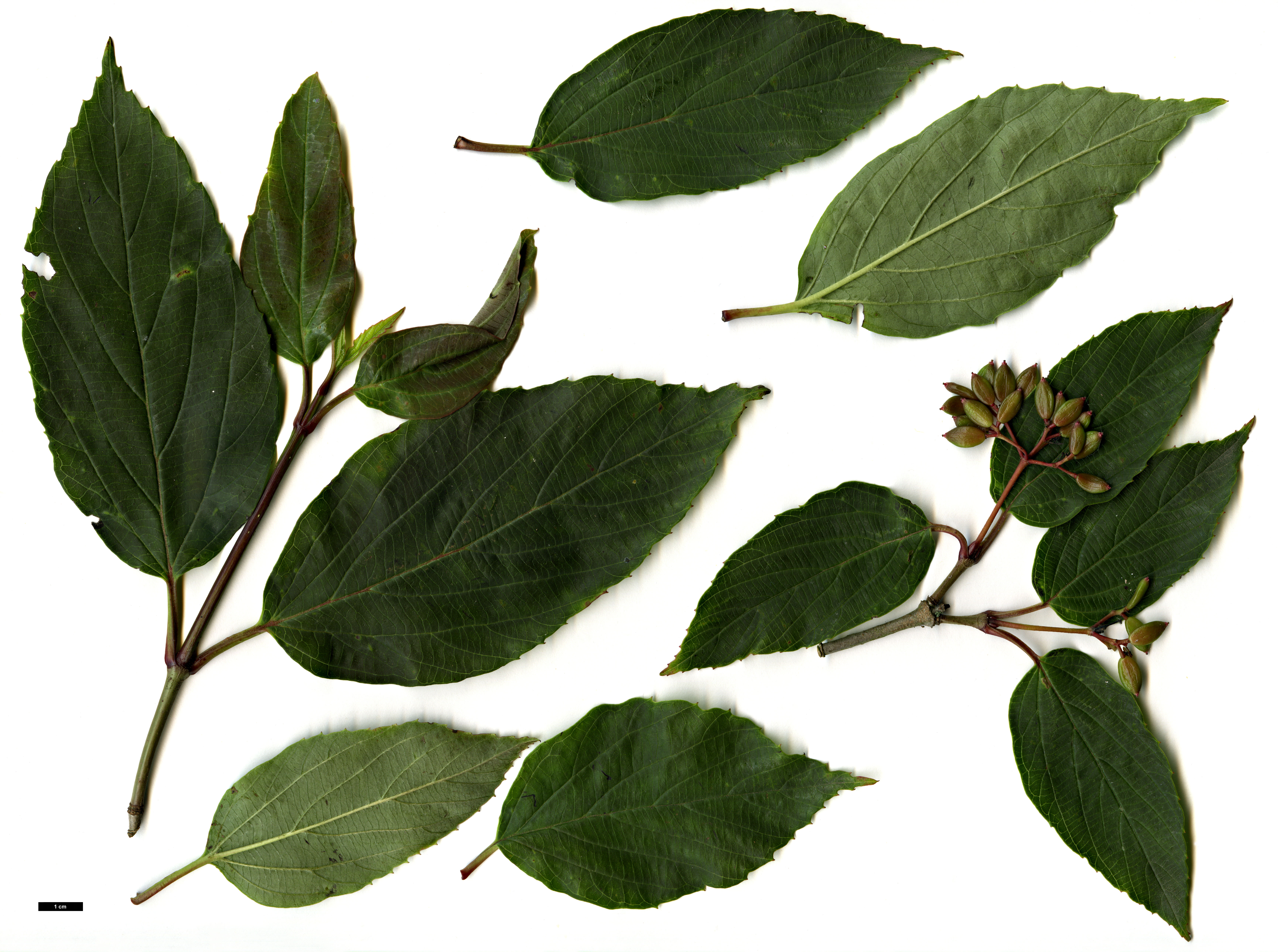 High resolution image: Family: Adoxaceae - Genus: Viburnum - Taxon: setigerum