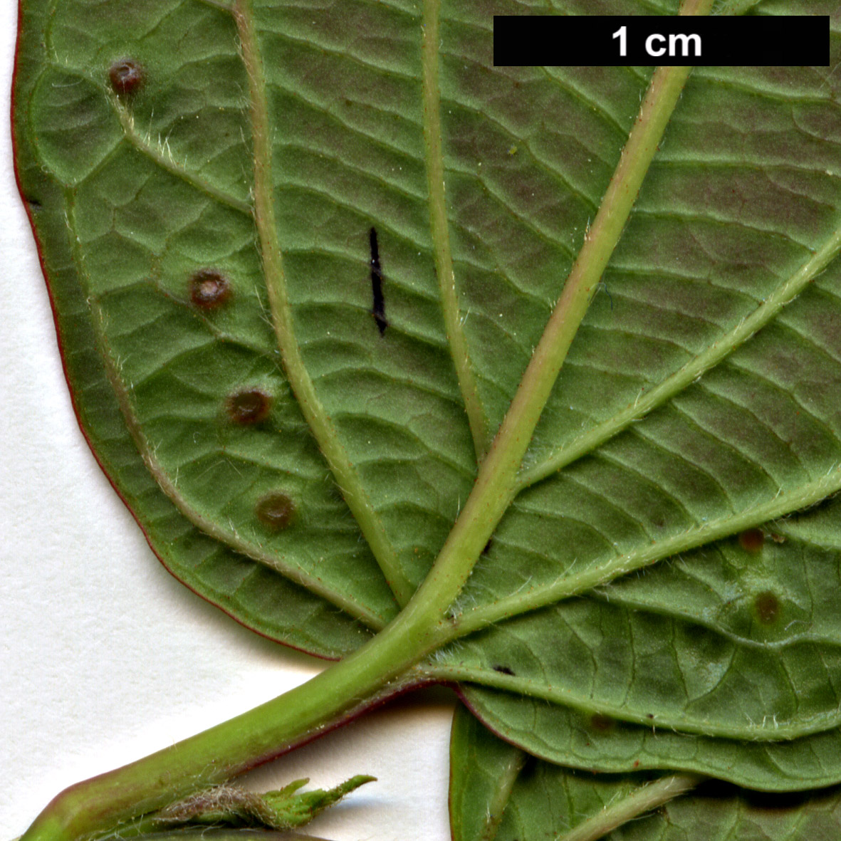 High resolution image: Family: Adoxaceae - Genus: Viburnum - Taxon: setigerum