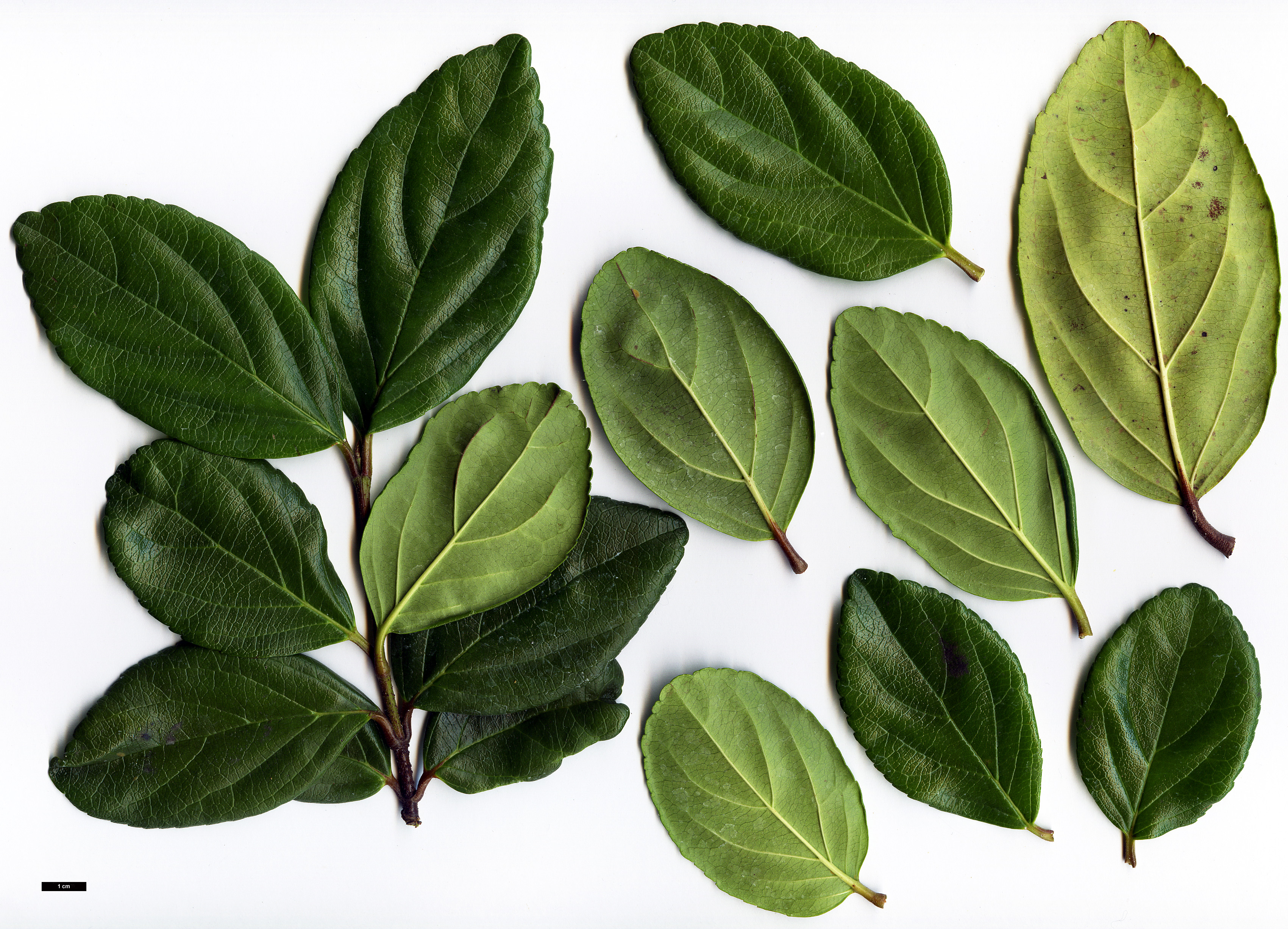 High resolution image: Family: Adoxaceae - Genus: Viburnum - Taxon: suspensum