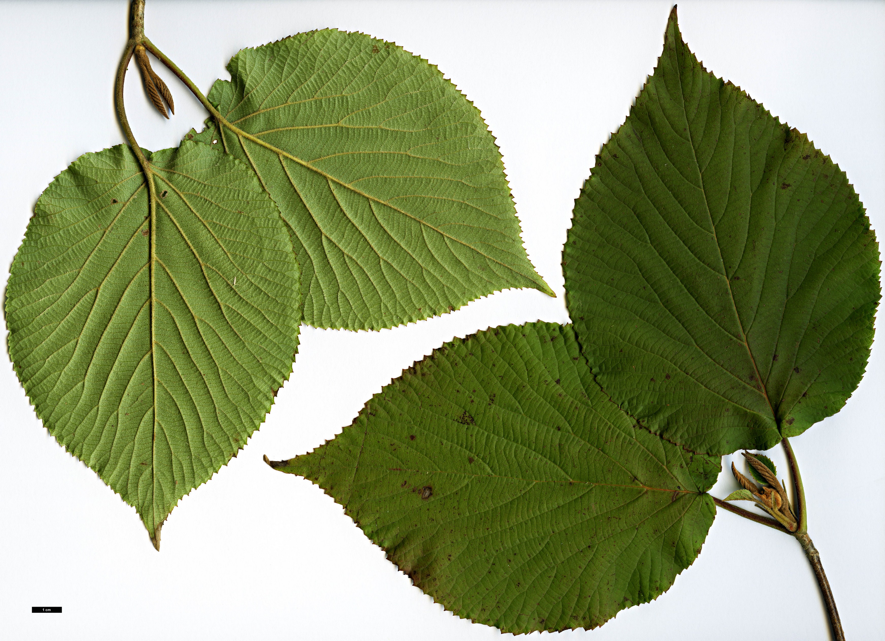 High resolution image: Family: Adoxaceae - Genus: Viburnum - Taxon: sympodiale