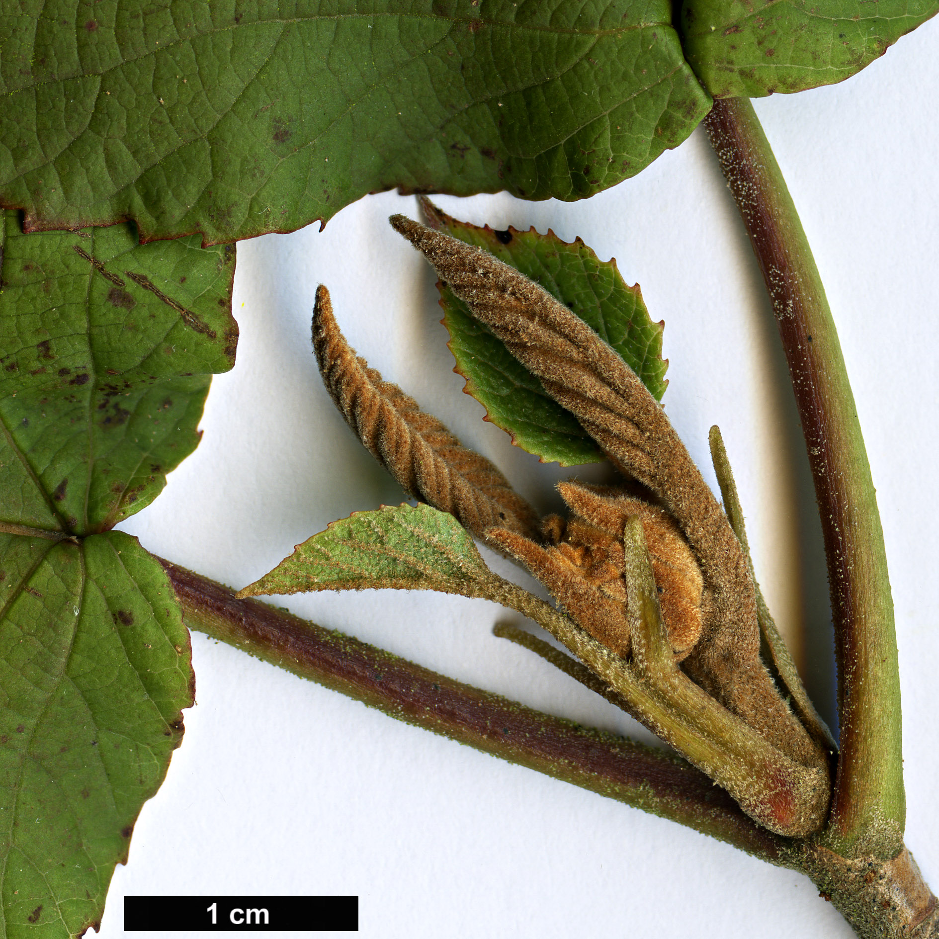 High resolution image: Family: Adoxaceae - Genus: Viburnum - Taxon: sympodiale