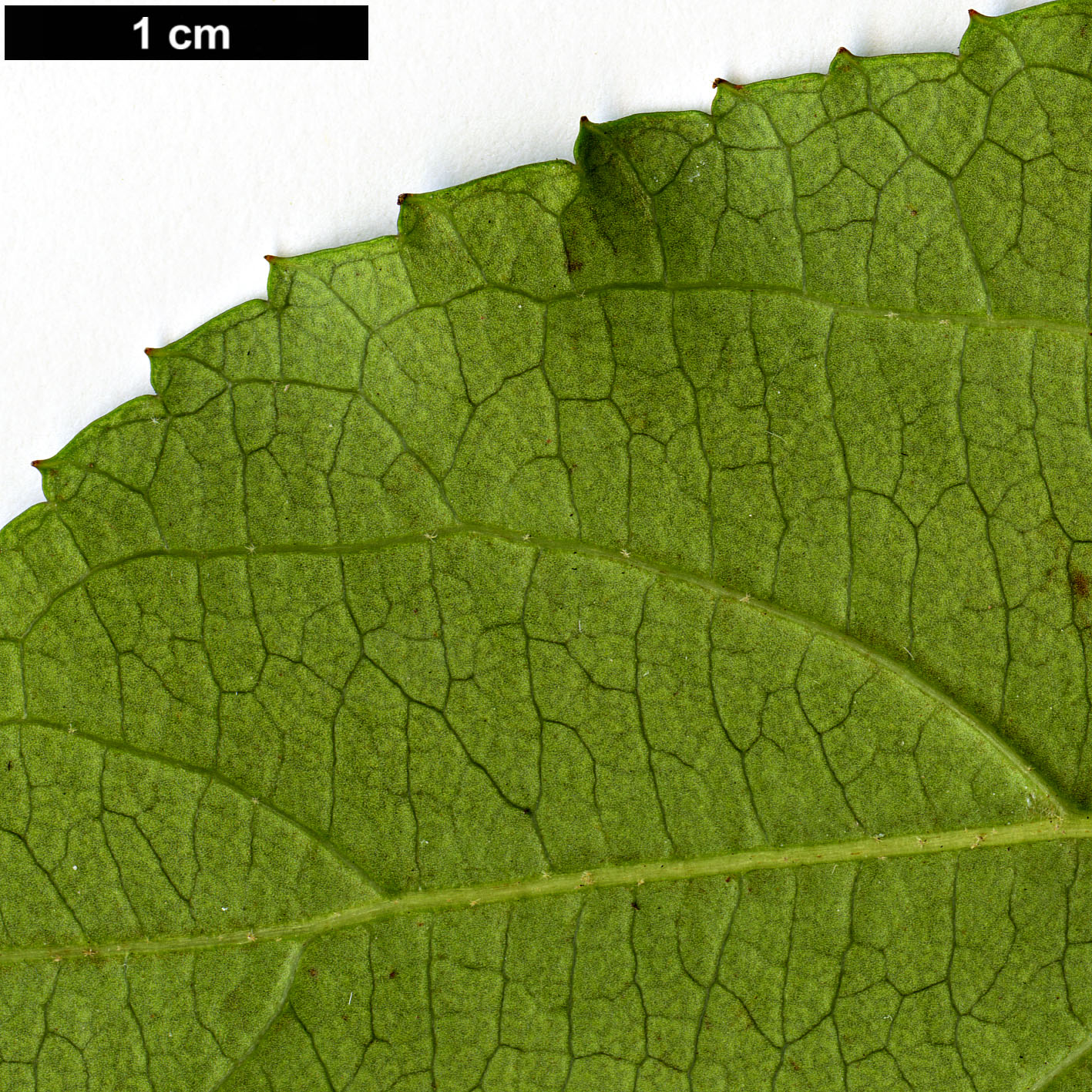 High resolution image: Family: Adoxaceae - Genus: Viburnum - Taxon: taitoense