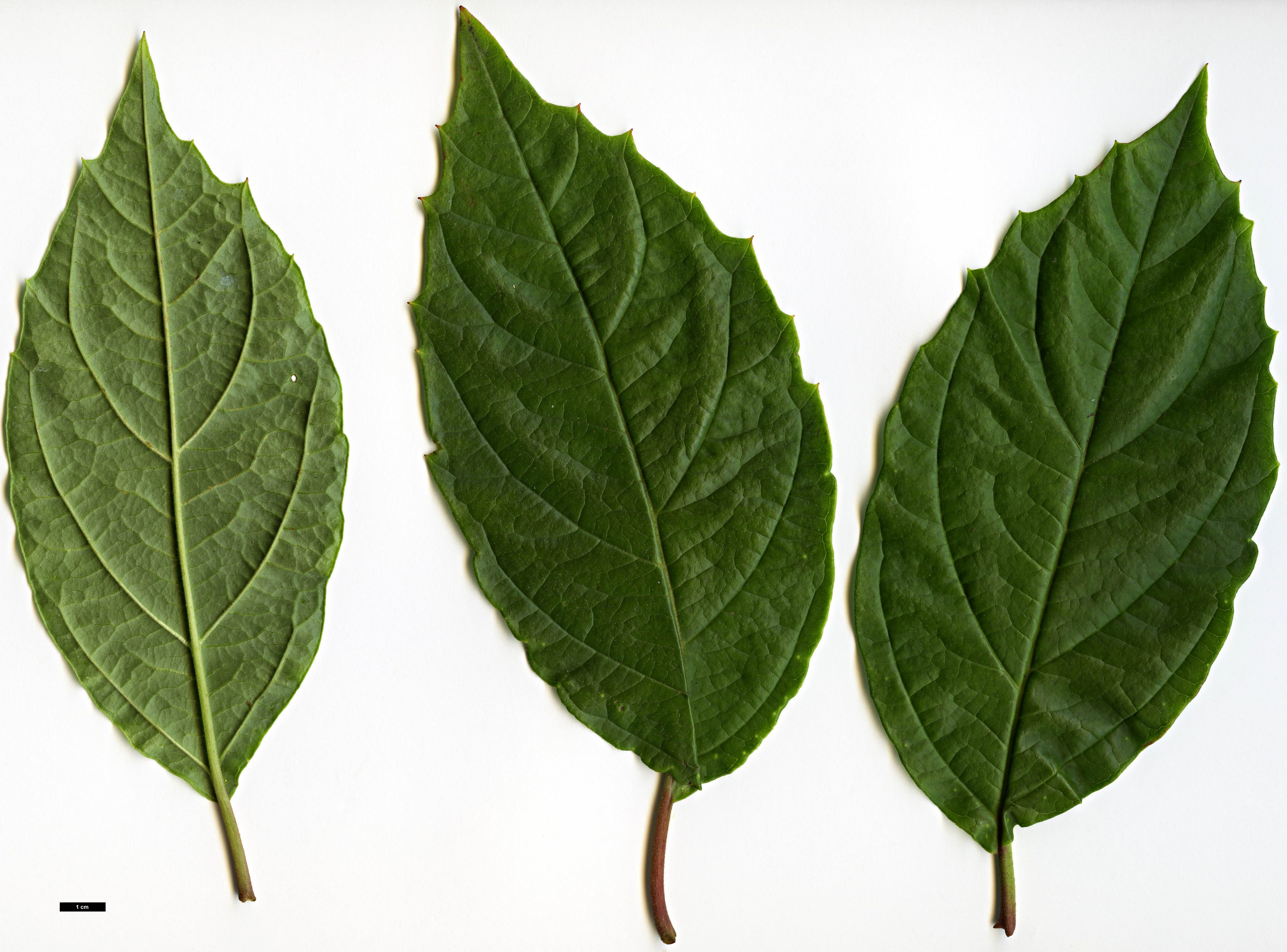 High resolution image: Family: Adoxaceae - Genus: Viburnum - Taxon: ternatum