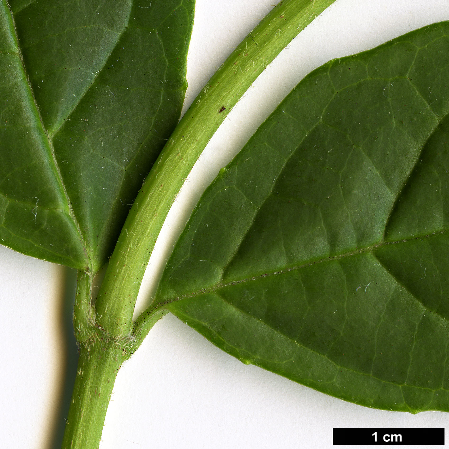 High resolution image: Family: Adoxaceae - Genus: Viburnum - Taxon: tinoides