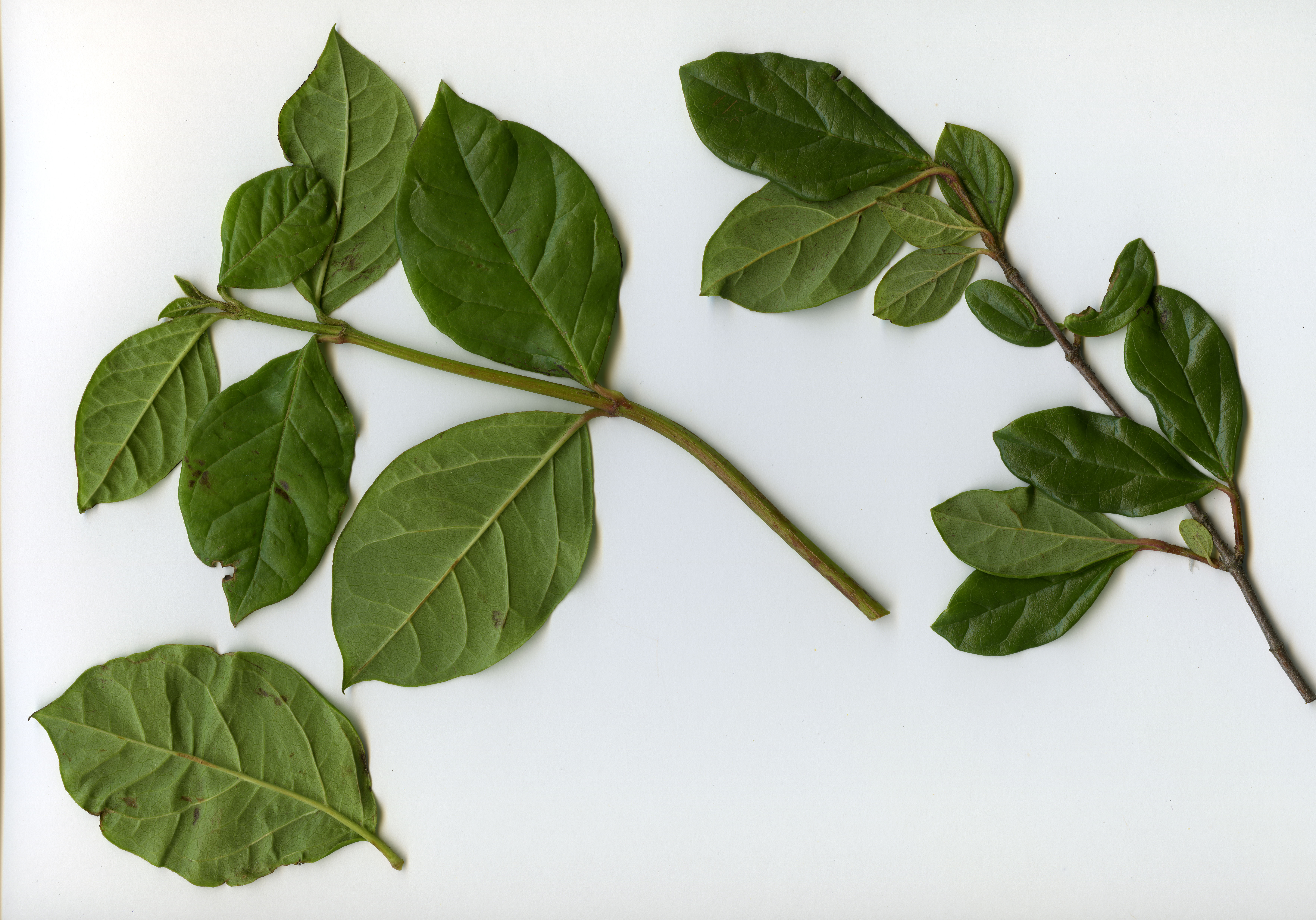 High resolution image: Family: Adoxaceae - Genus: Viburnum - Taxon: tinoides