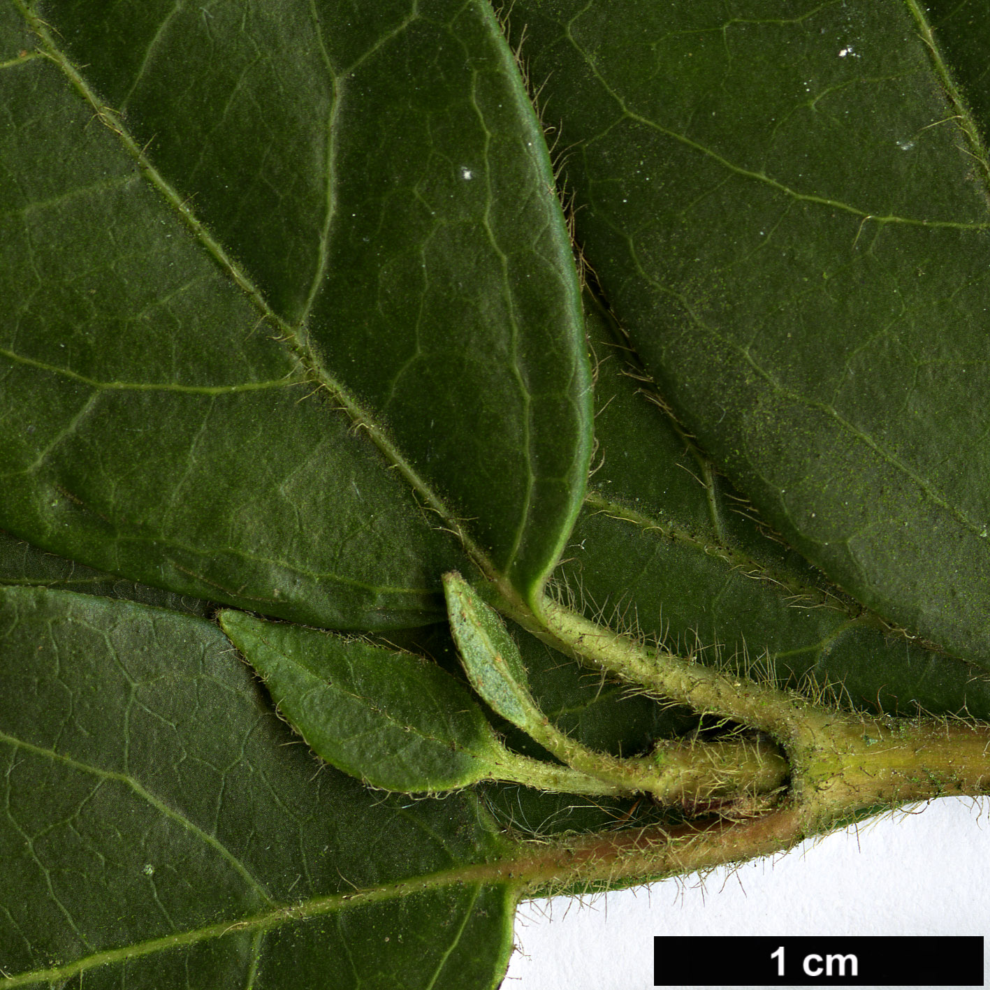 High resolution image: Family: Adoxaceae - Genus: Viburnum - Taxon: tinus