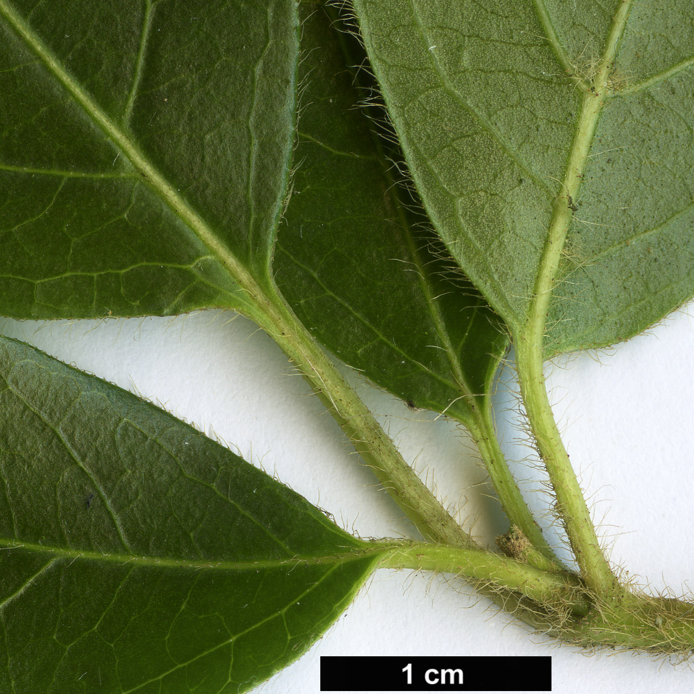 High resolution image: Family: Adoxaceae - Genus: Viburnum - Taxon: tinus