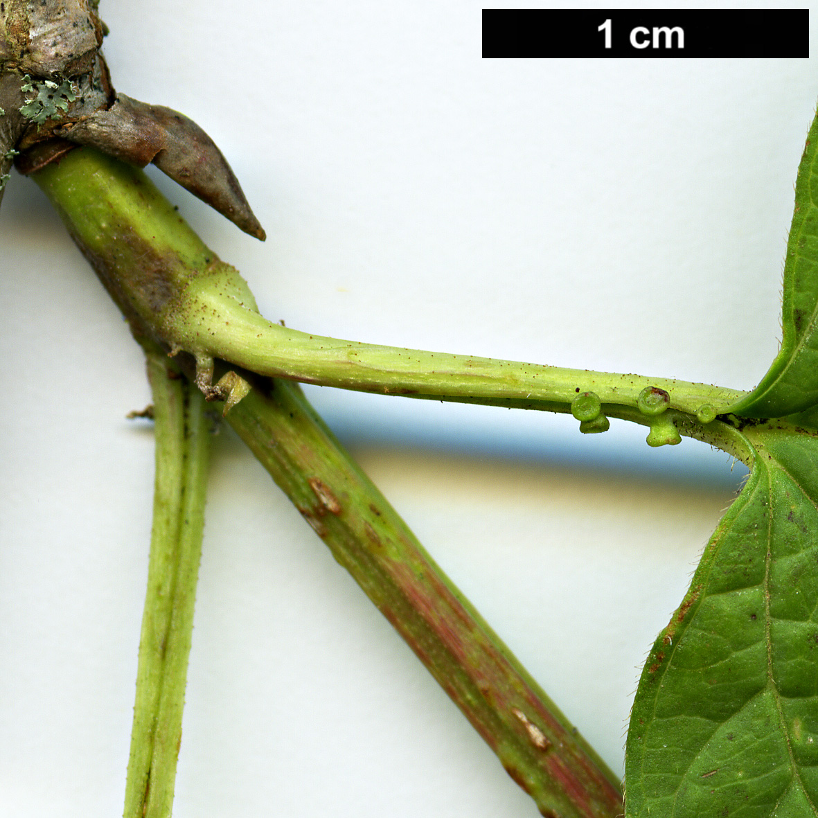 High resolution image: Family: Adoxaceae - Genus: Viburnum - Taxon: trilobum