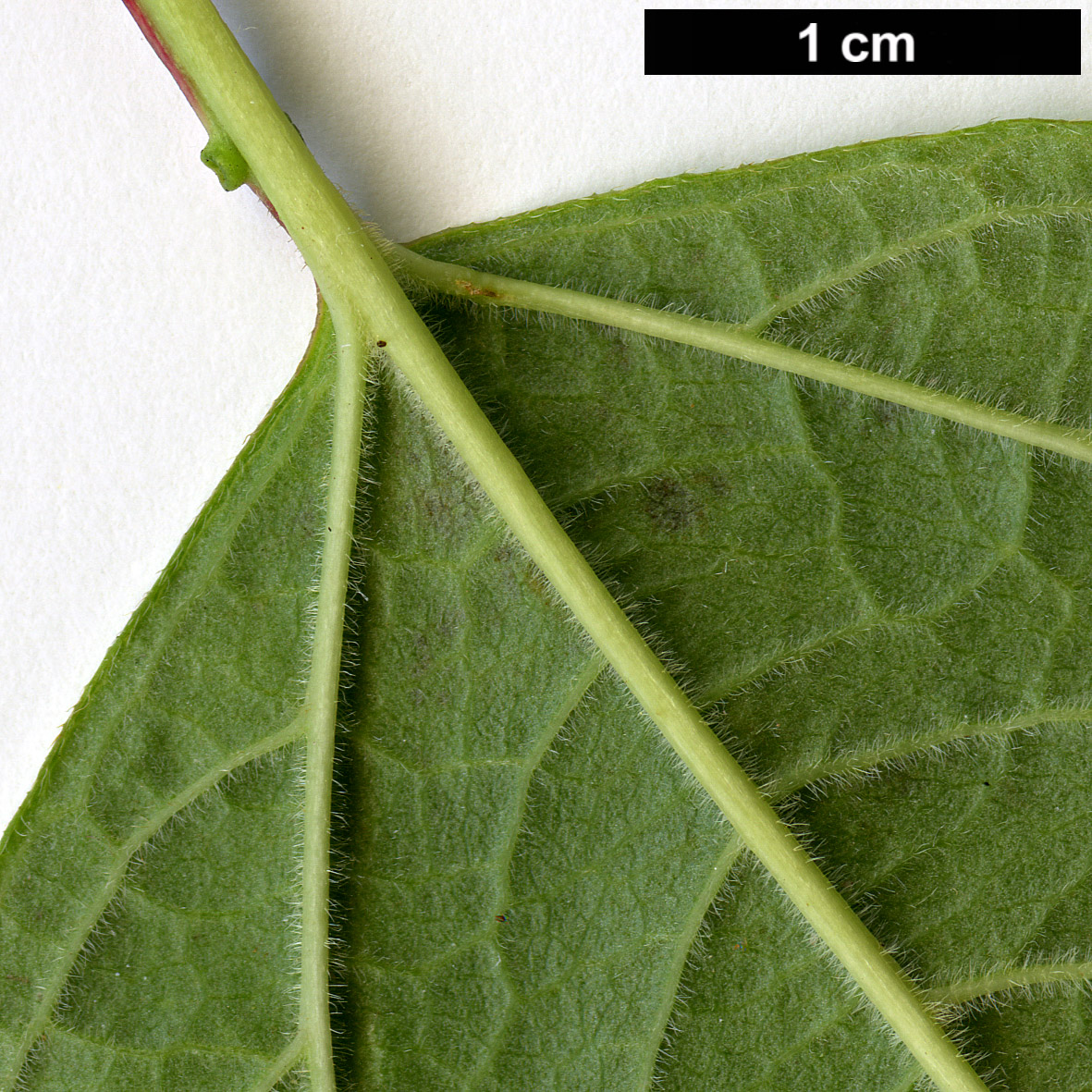 High resolution image: Family: Adoxaceae - Genus: Viburnum - Taxon: trilobum