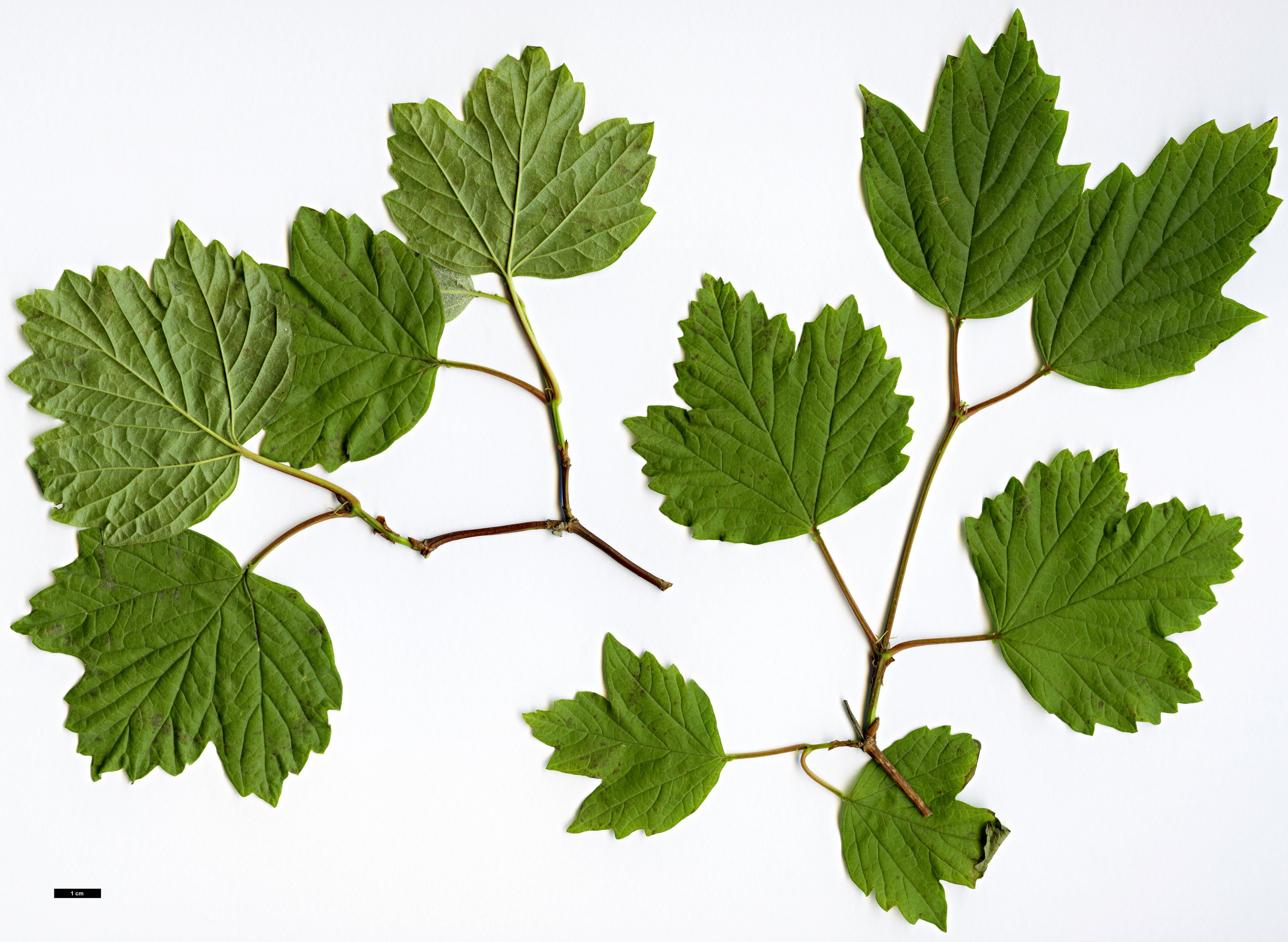 High resolution image: Family: Adoxaceae - Genus: Viburnum - Taxon: trilobum