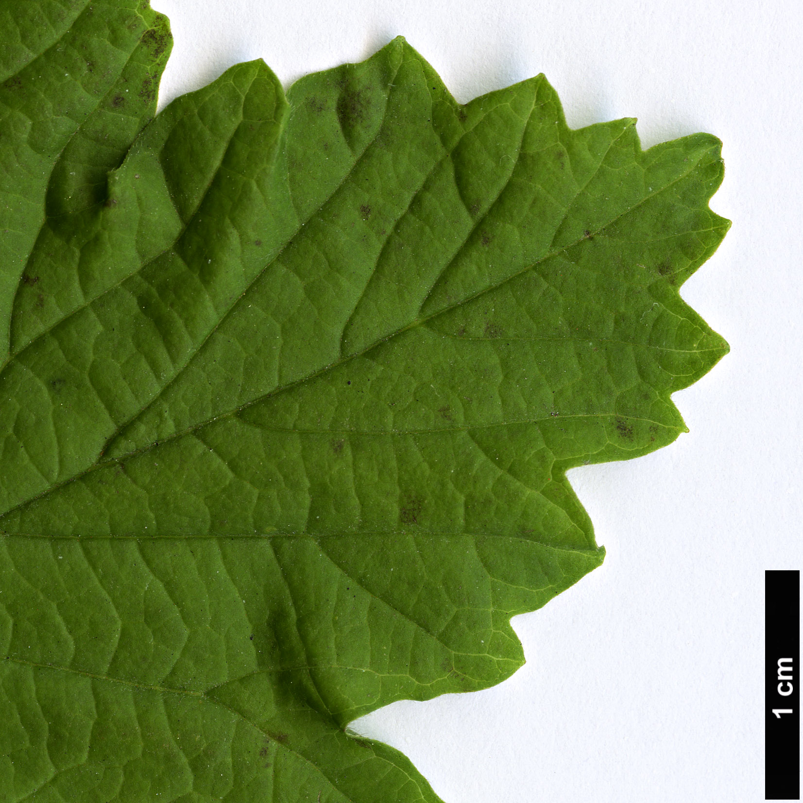 High resolution image: Family: Adoxaceae - Genus: Viburnum - Taxon: trilobum