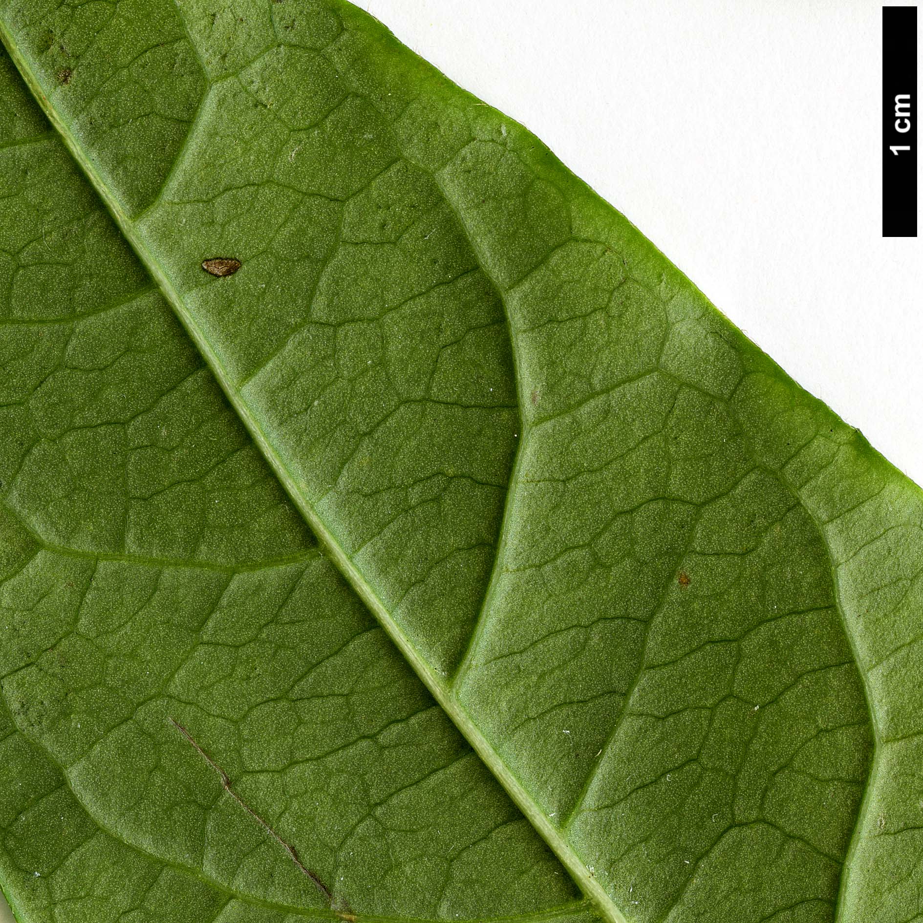 High resolution image: Family: Adoxaceae - Genus: Viburnum - Taxon: triphyllum