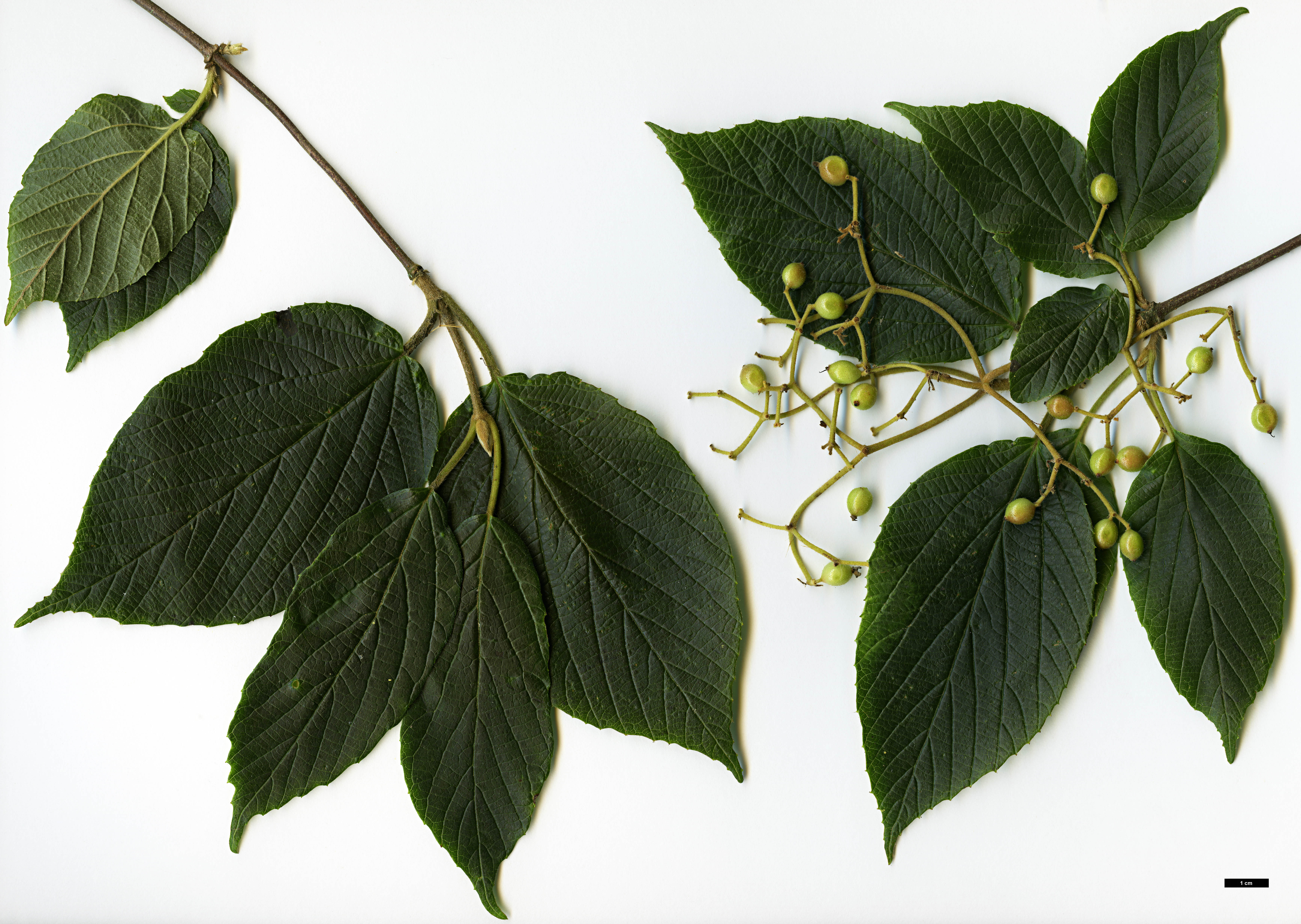 High resolution image: Family: Adoxaceae - Genus: Viburnum - Taxon: wilsonii