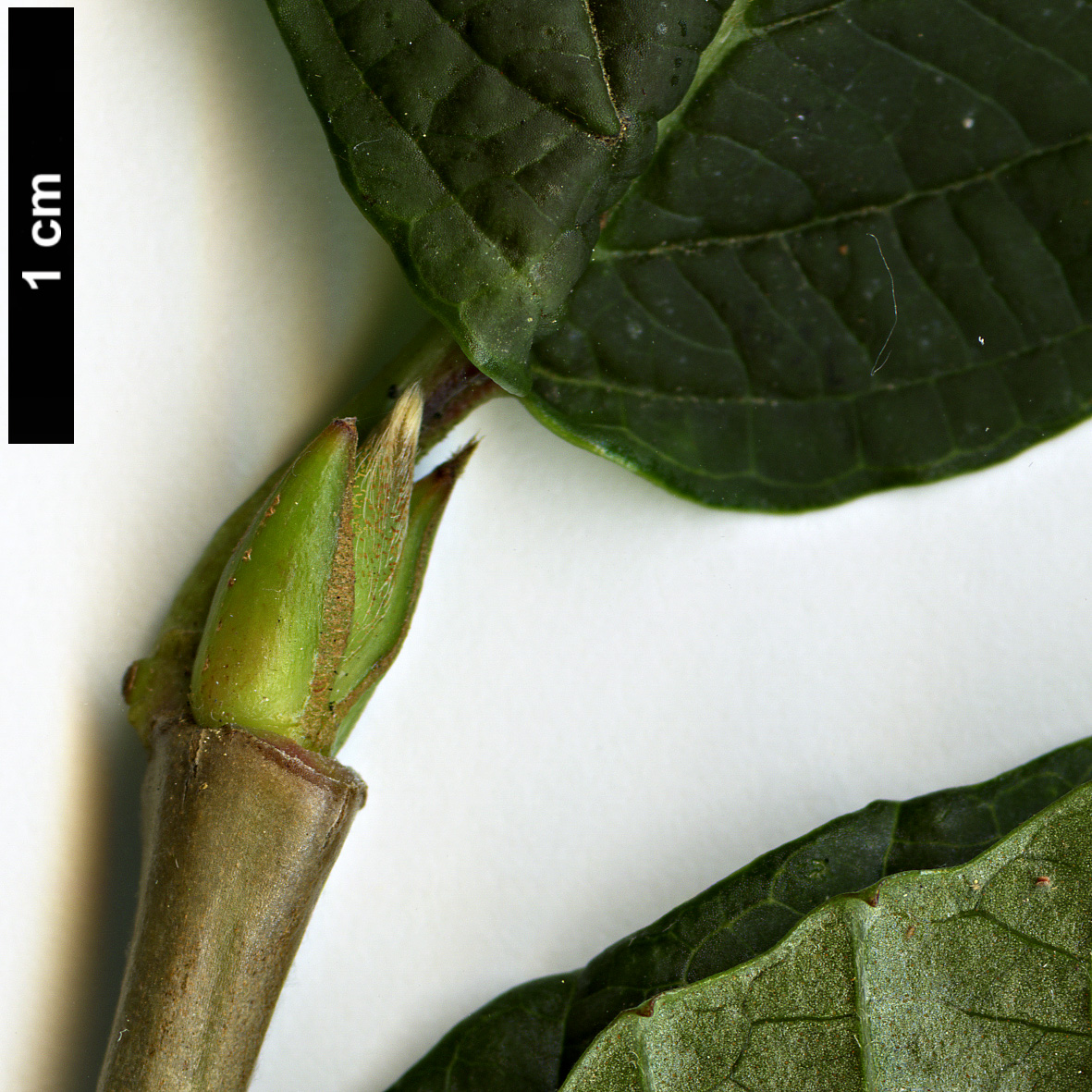 High resolution image: Family: Adoxaceae - Genus: Viburnum - Taxon: wrightii - SpeciesSub: 'Hessei'