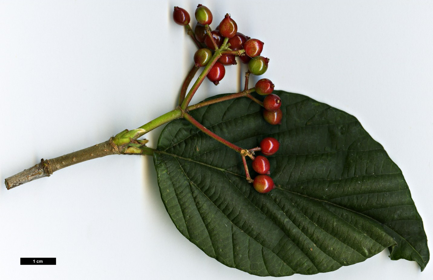 High resolution image: Family: Adoxaceae - Genus: Viburnum - Taxon: wrightii - SpeciesSub: 'Hessei'