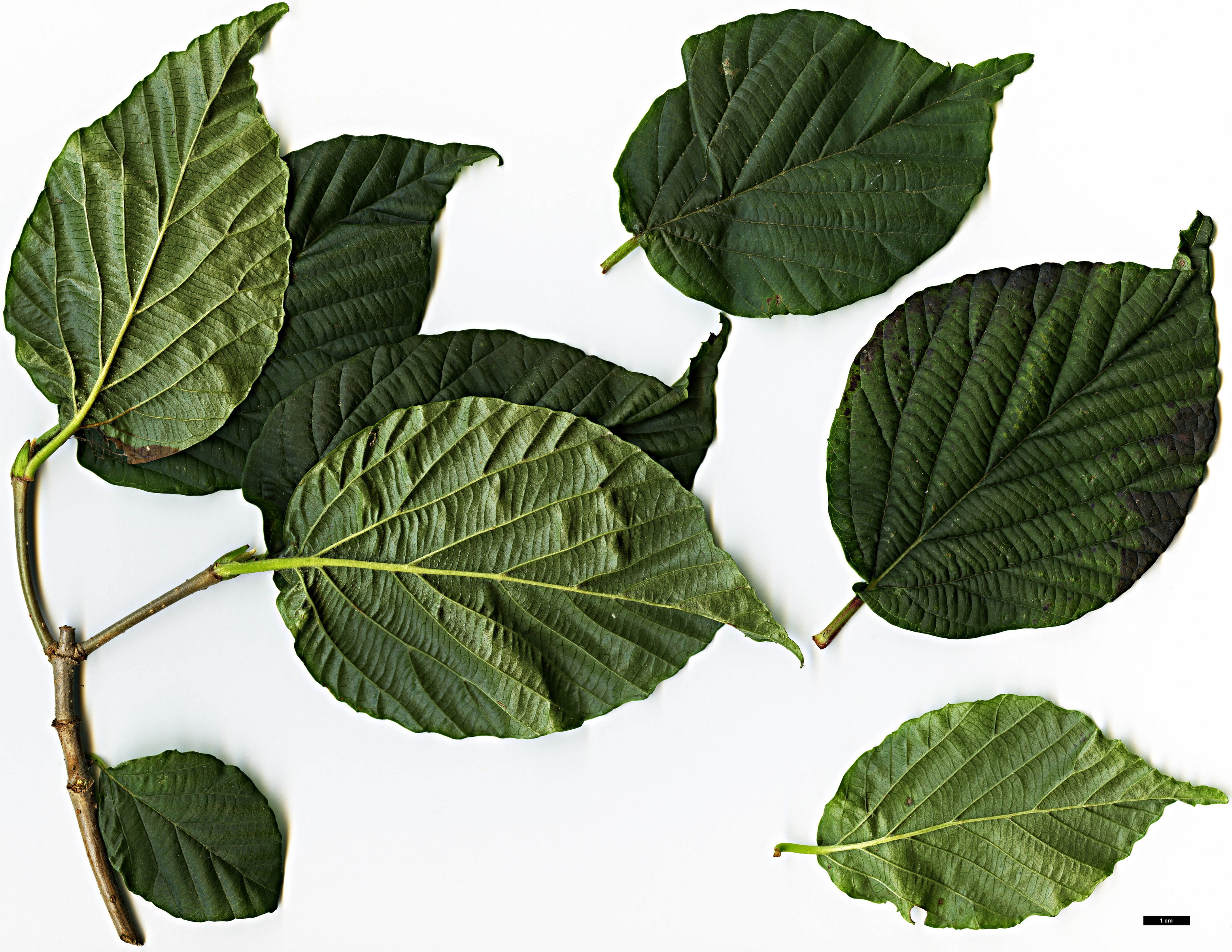 High resolution image: Family: Adoxaceae - Genus: Viburnum - Taxon: wrightii - SpeciesSub: 'Hessei'