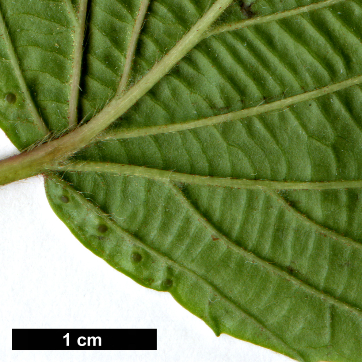 High resolution image: Family: Adoxaceae - Genus: Viburnum - Taxon: wrightii