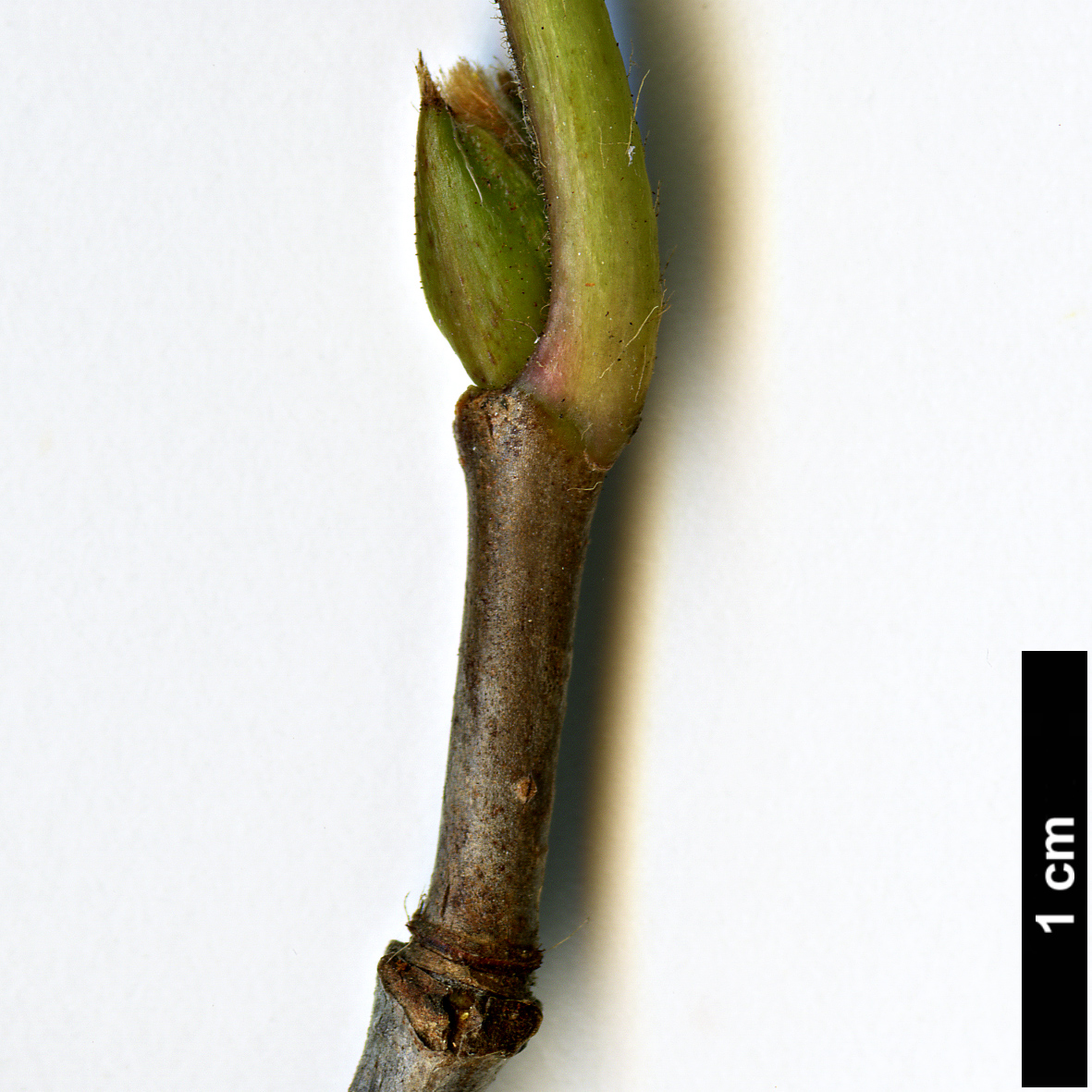 High resolution image: Family: Adoxaceae - Genus: Viburnum - Taxon: wrightii