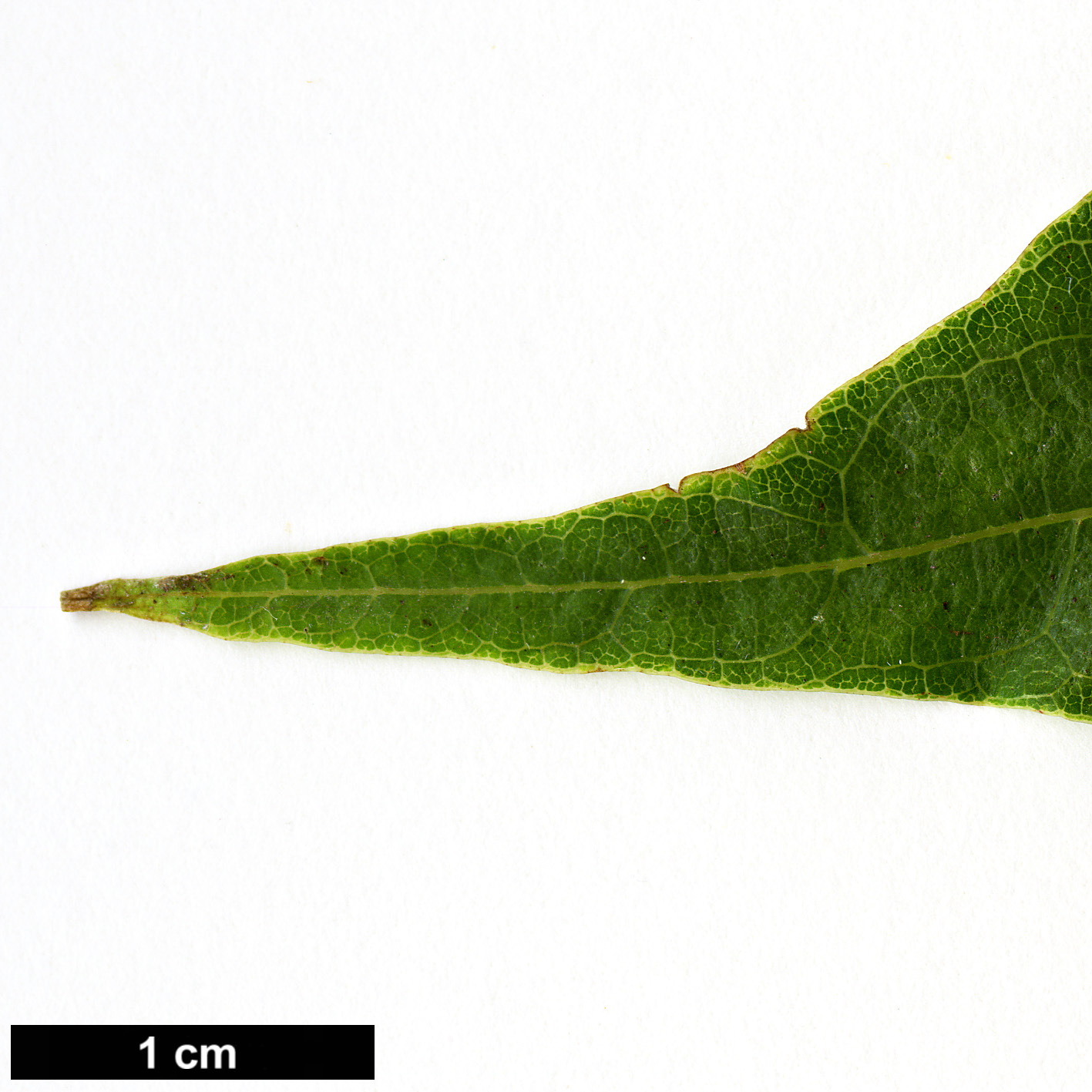 High resolution image: Family: Akaniaceae - Genus: Bretschneidera - Taxon: sinensis