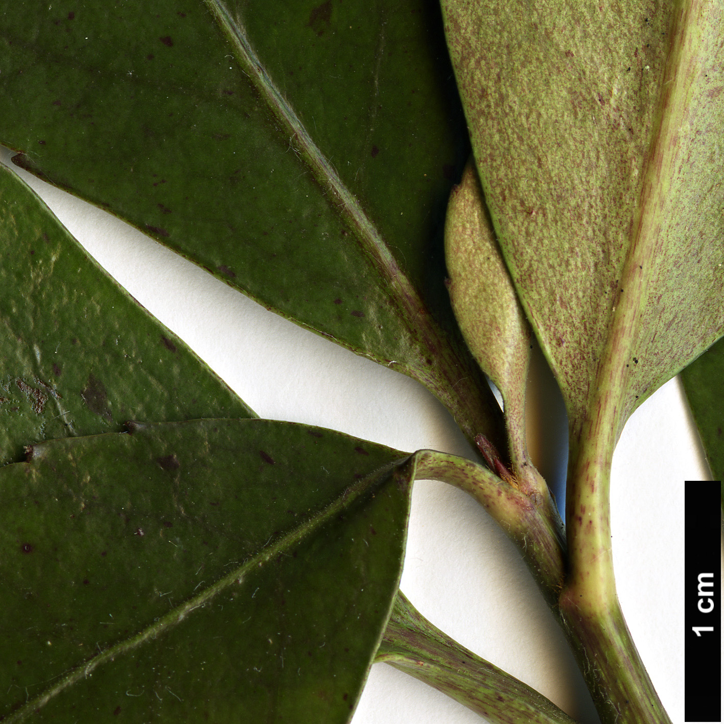 High resolution image: Family: Alseuosmiaceae - Genus: Alseuosmia - Taxon: macrophylla