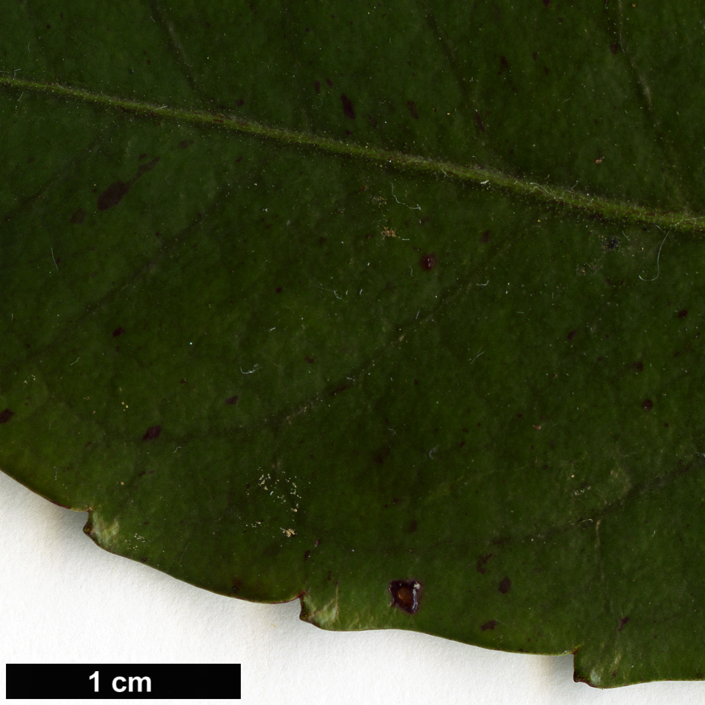 High resolution image: Family: Alseuosmiaceae - Genus: Alseuosmia - Taxon: macrophylla