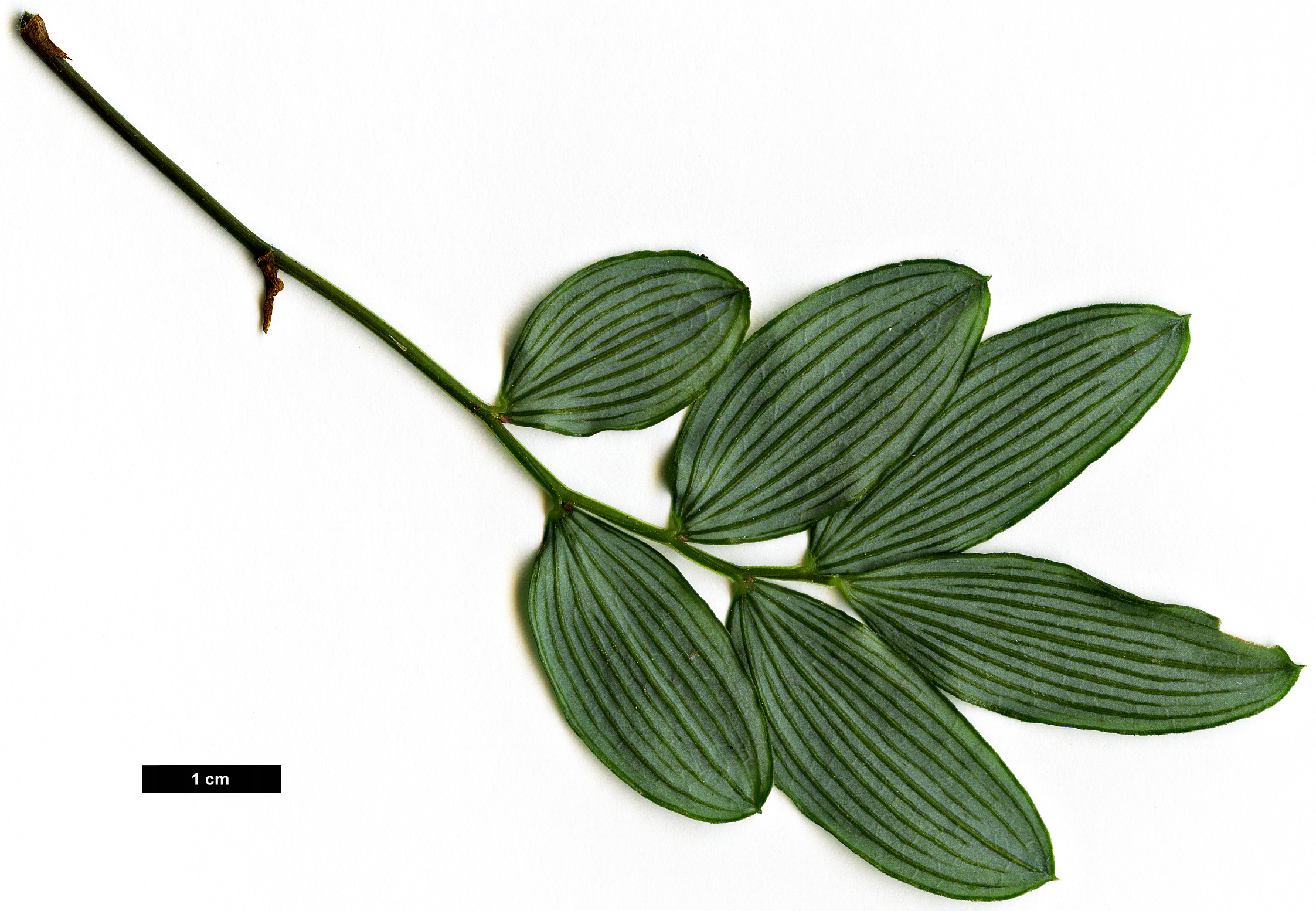 High resolution image: Family: Alstroemeriaceae - Genus: Luzuriaga - Taxon: parviflora